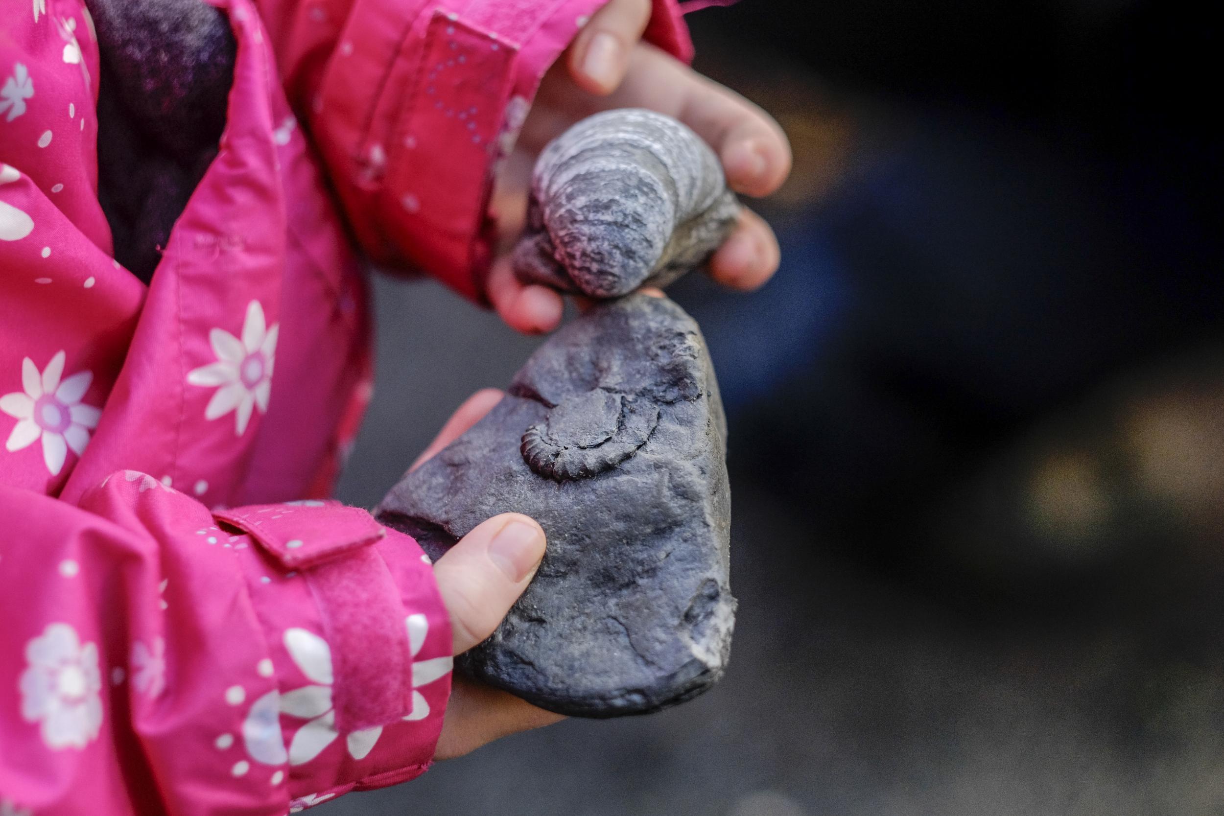 It’s easy to find fossils in the Jurassic rock of Runswick Bay (Tony Bartholomew)