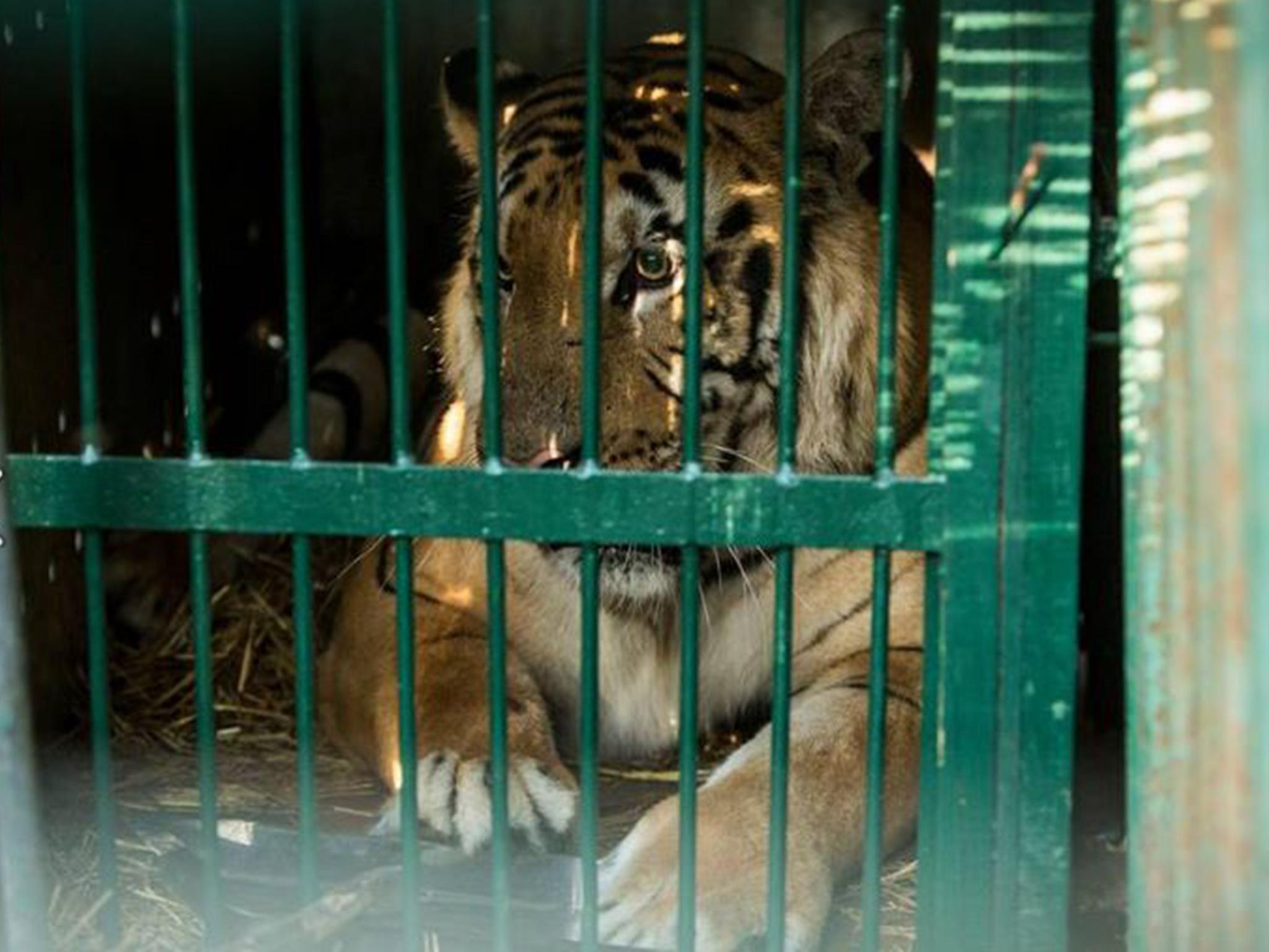 Laziz the tiger was one of the last animals to be evacuated from Khan Yunis Zoo