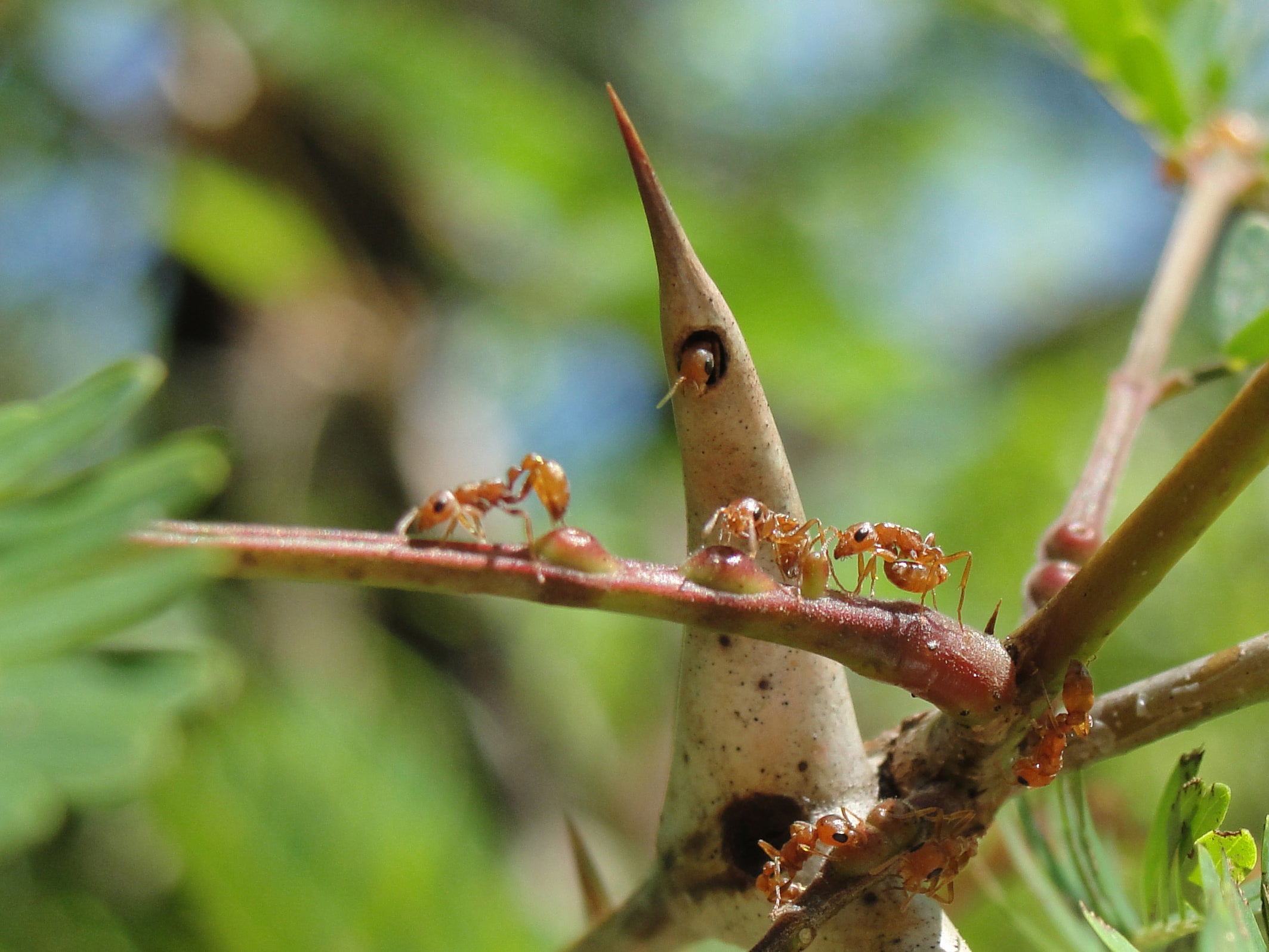 Pseudomyrmex ants live in and protect acacia plants