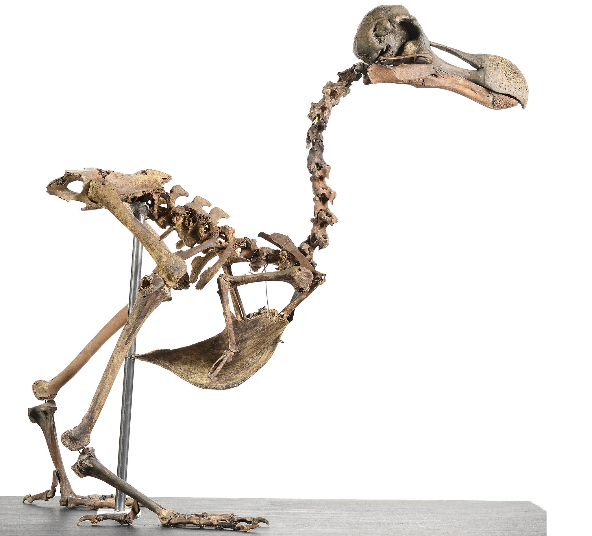 The composite skeleton is 95 per cent complete, with one set of claws and part of the skull modelled from clay