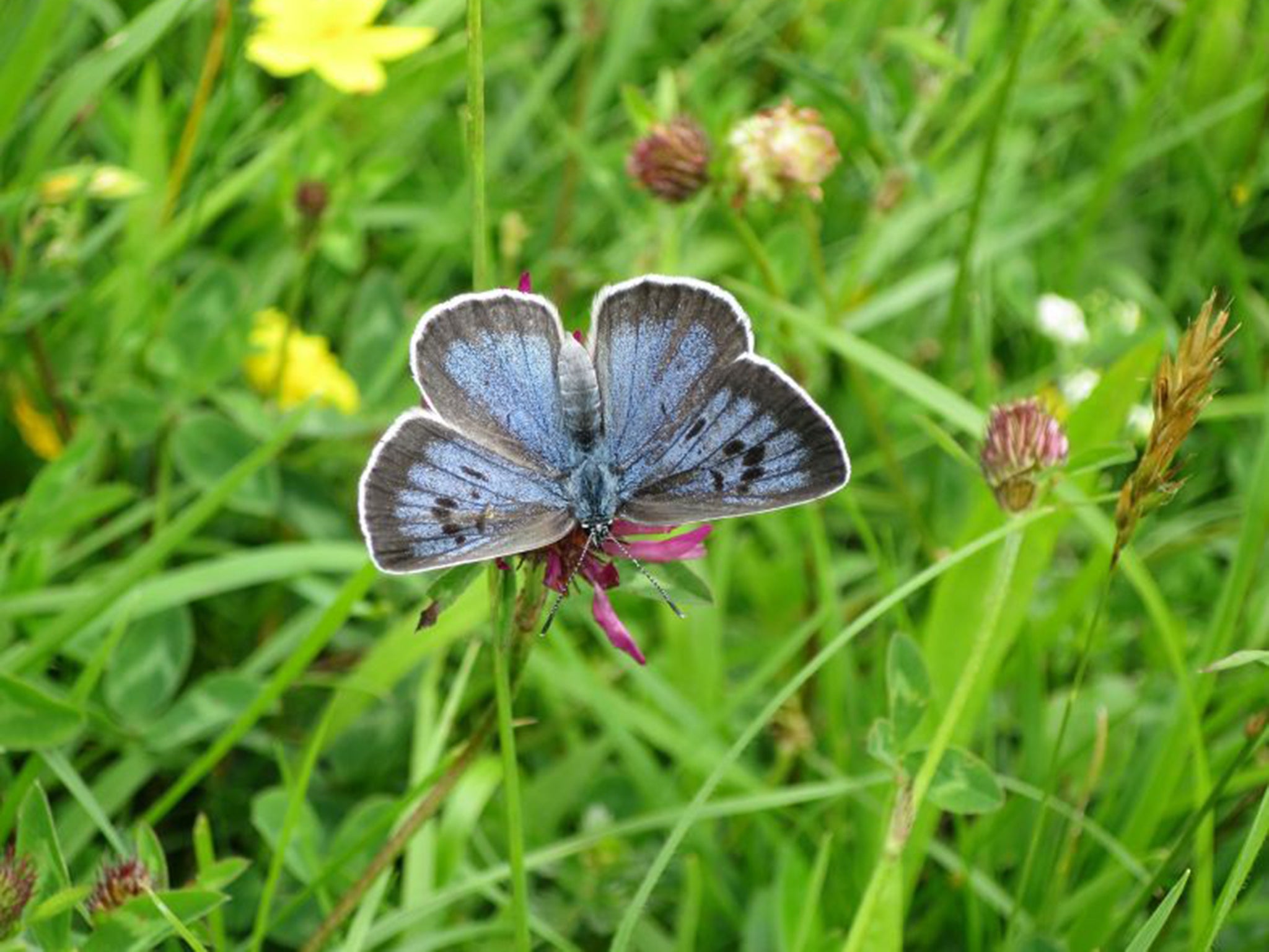 A female large blue butterfly at the Daneway Banks nature reserve in Gloucestershire