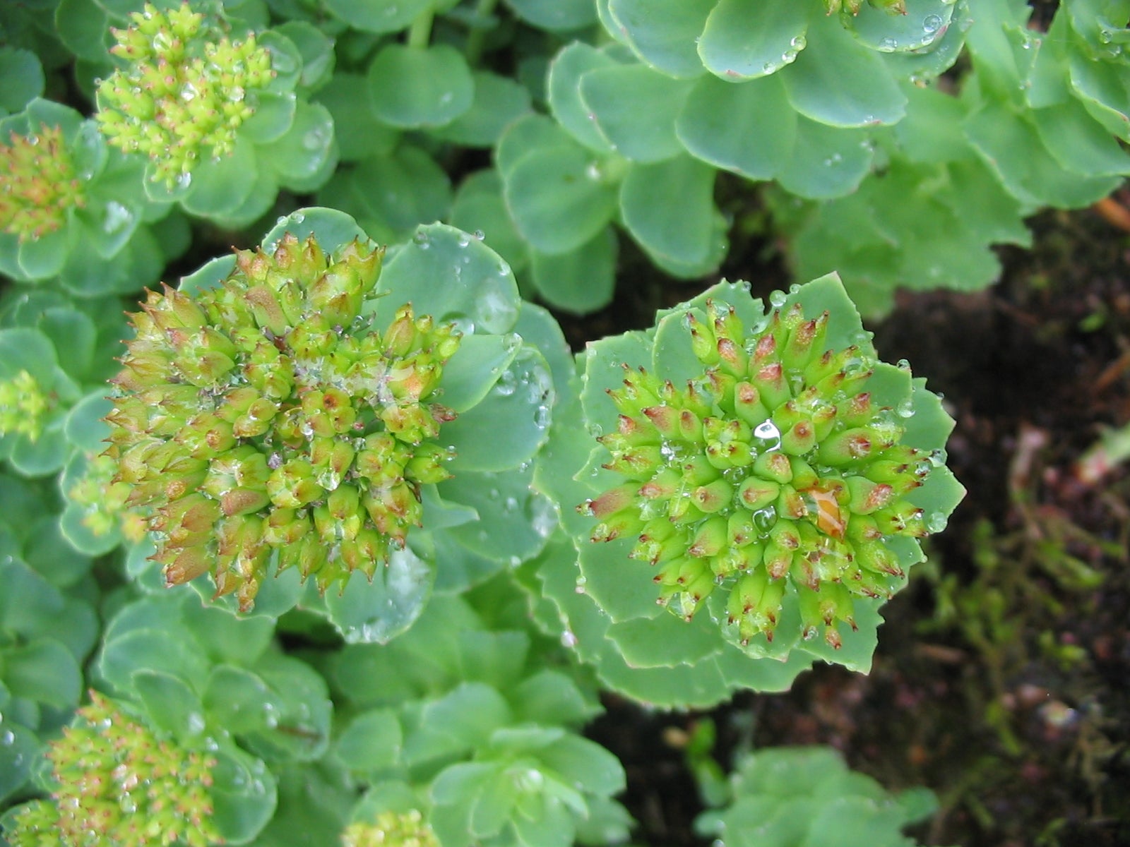 Rhodiola rosea is used widely to increase physical and mental endurance