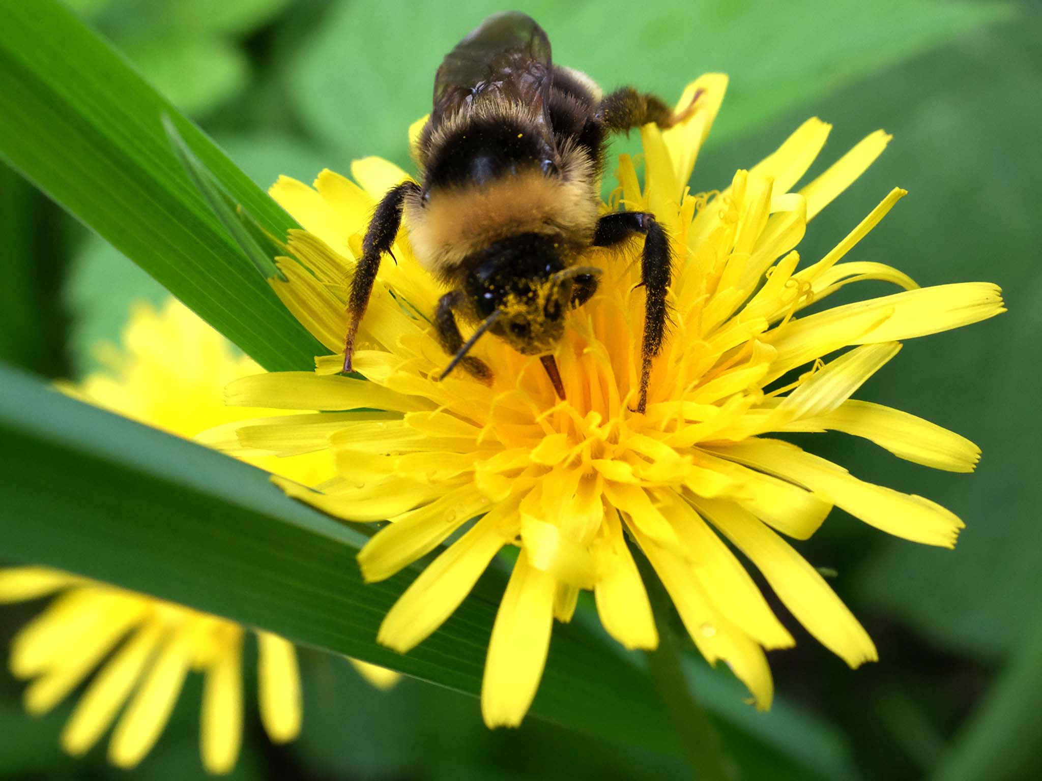 The decline in bee populations is ‘a major environmental concern’, says Greenpeace