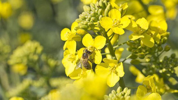Bees may be threatened by pesticides, so we need to know that research is independent