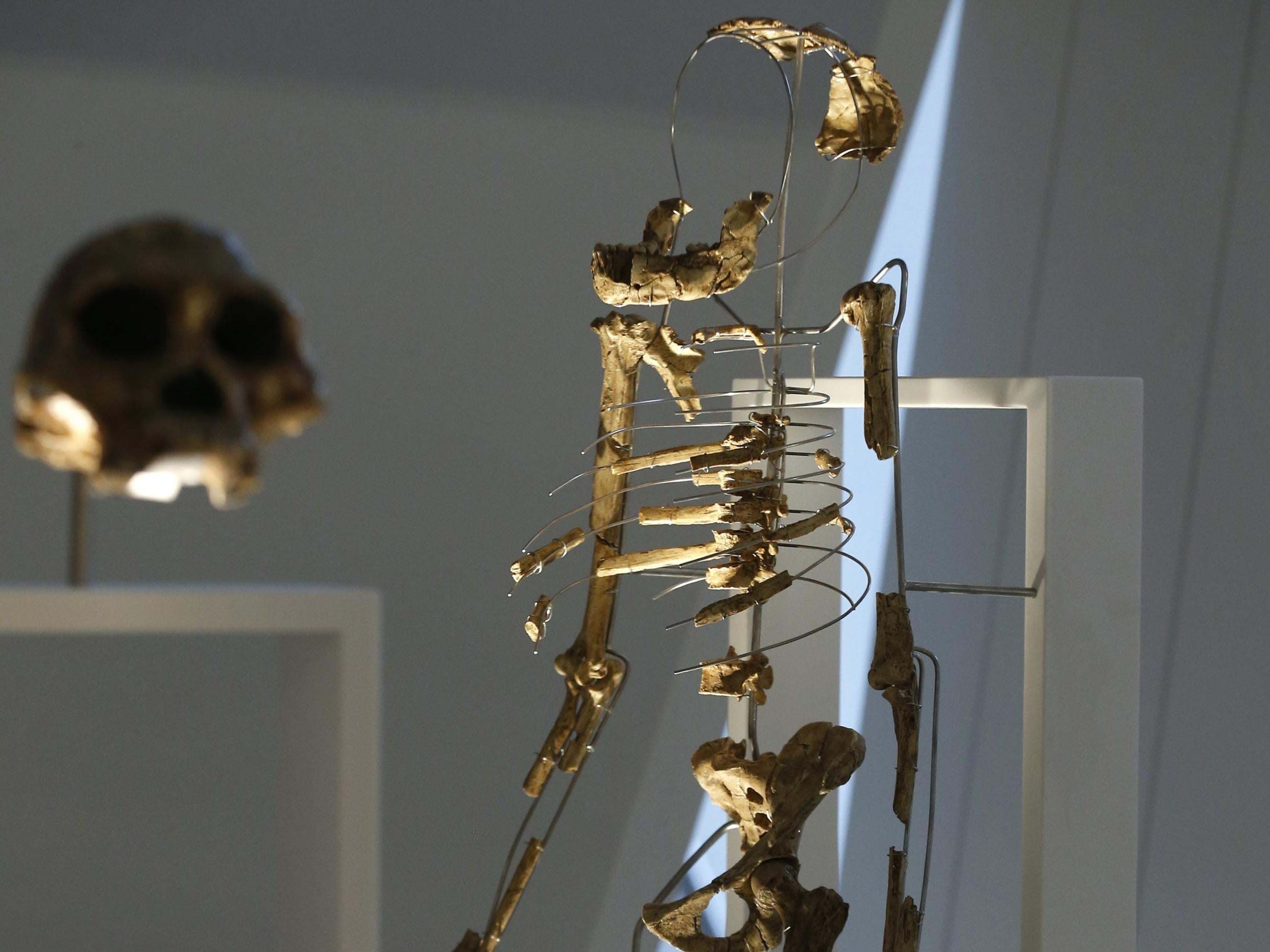 The fossil skeleton of 'Lucy', a female of the hominin species Australopithecus afarensis