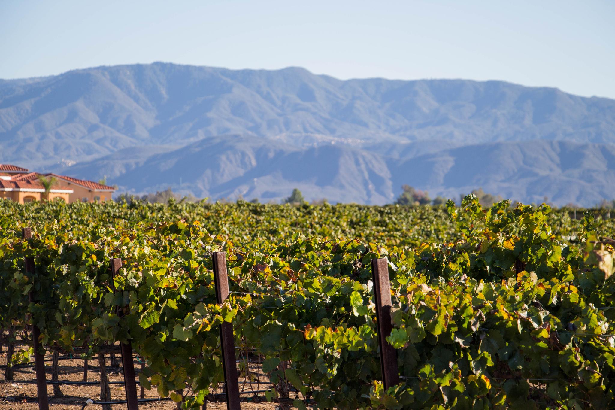 The Carter Estate vineyard