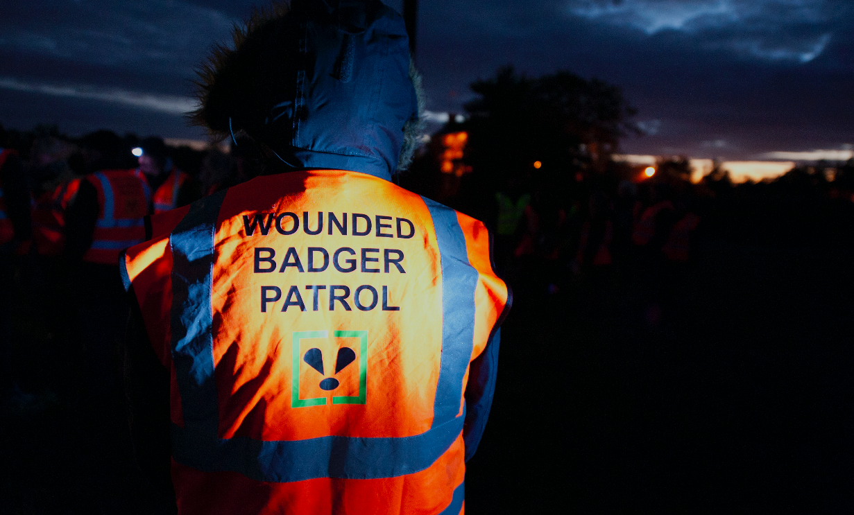 Activists have been forming patrols to scare badgers away from state-backed hunters