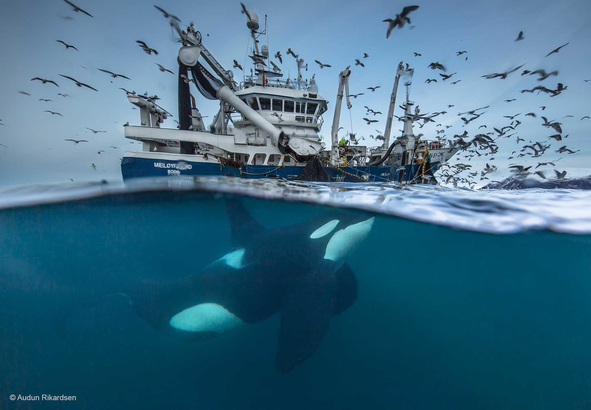 'Splitting the Catch' by Norwegian photographer Audun Rikardsen