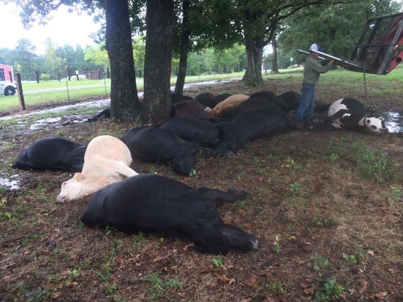 The dead cows were given to locals for meat