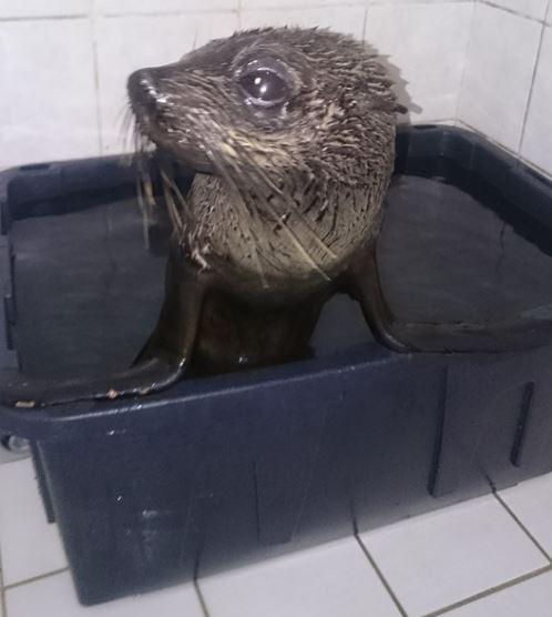 Fox was put in a plastic pool at the local hospital