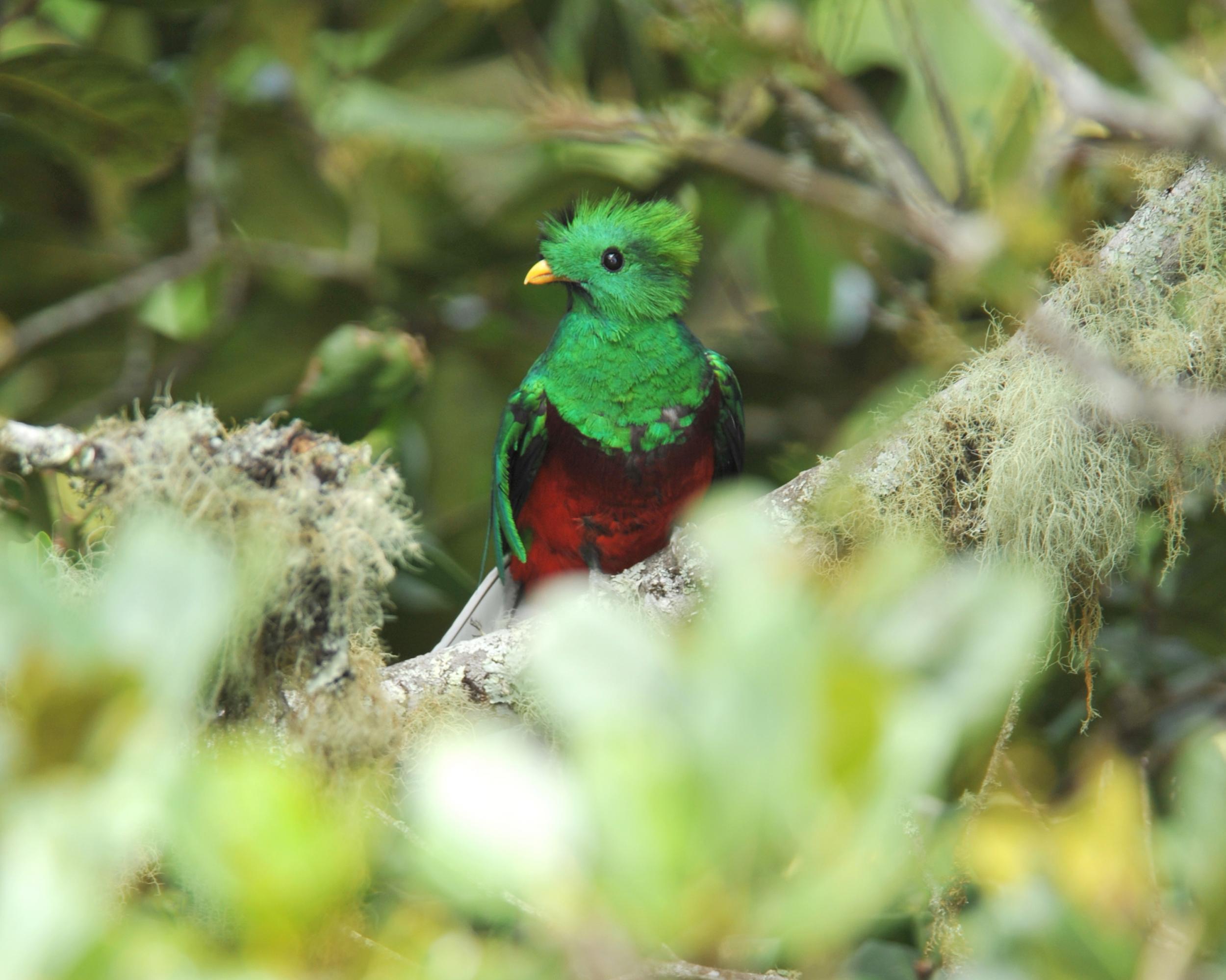 The brightly coloured quetzal is the most sought-after species in Costa Rica for birdwatchers