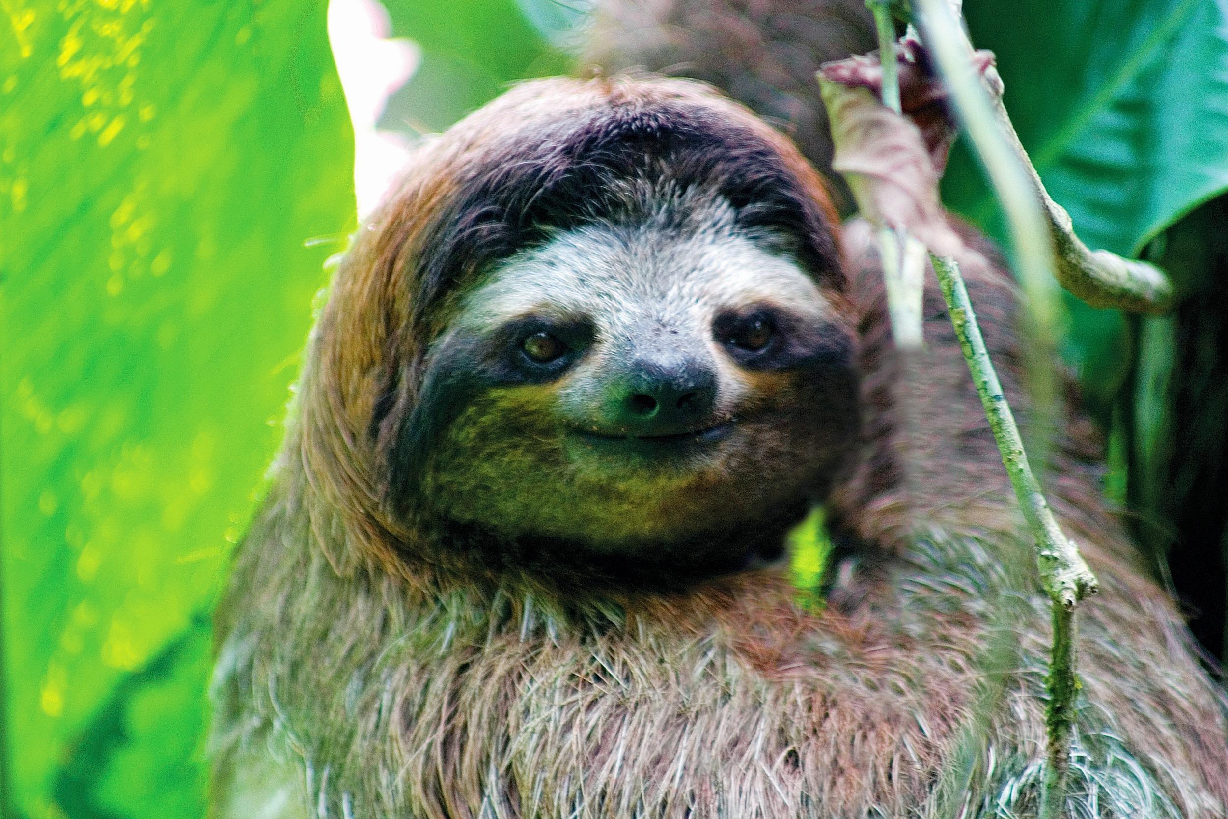 Sloth spotting is a pleasingly easy activity in Manuel Antonio National Park