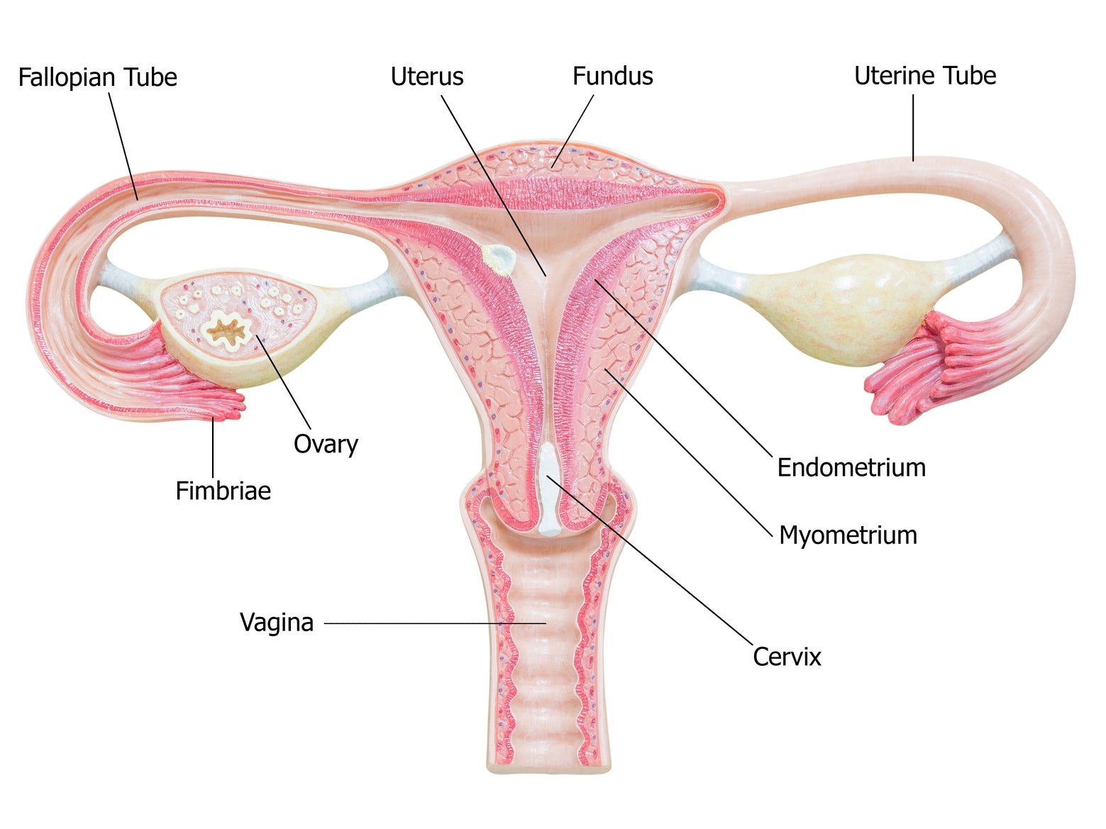 Labelled diagram of the female reproductive system