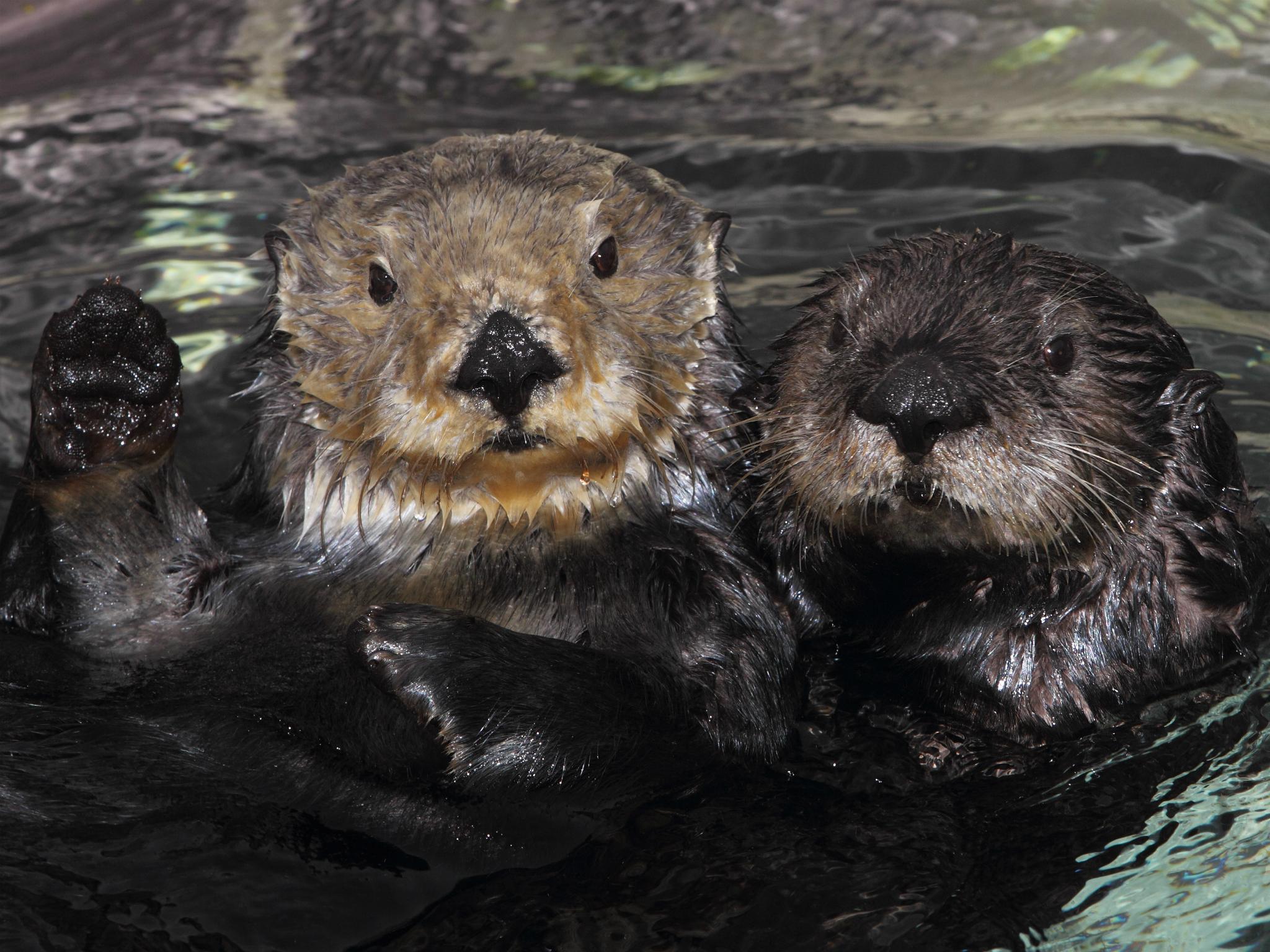 Randy Wilder/Monterey Bay Aquarium