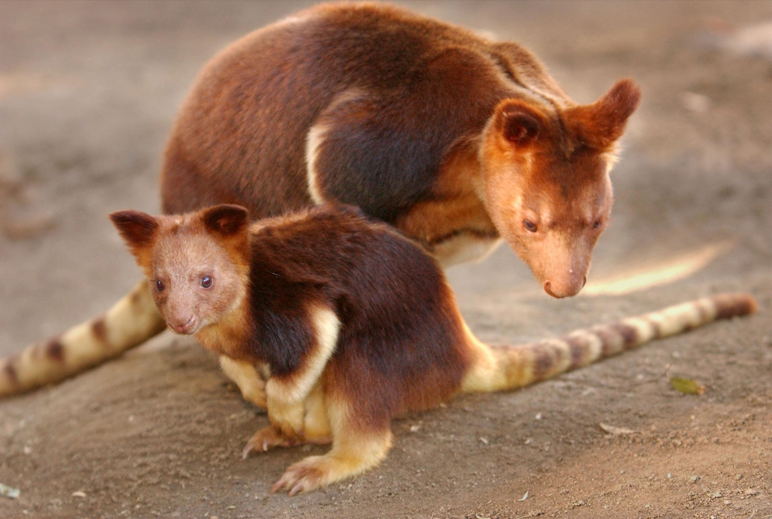 Tree kangaroos at San Diego Zoo