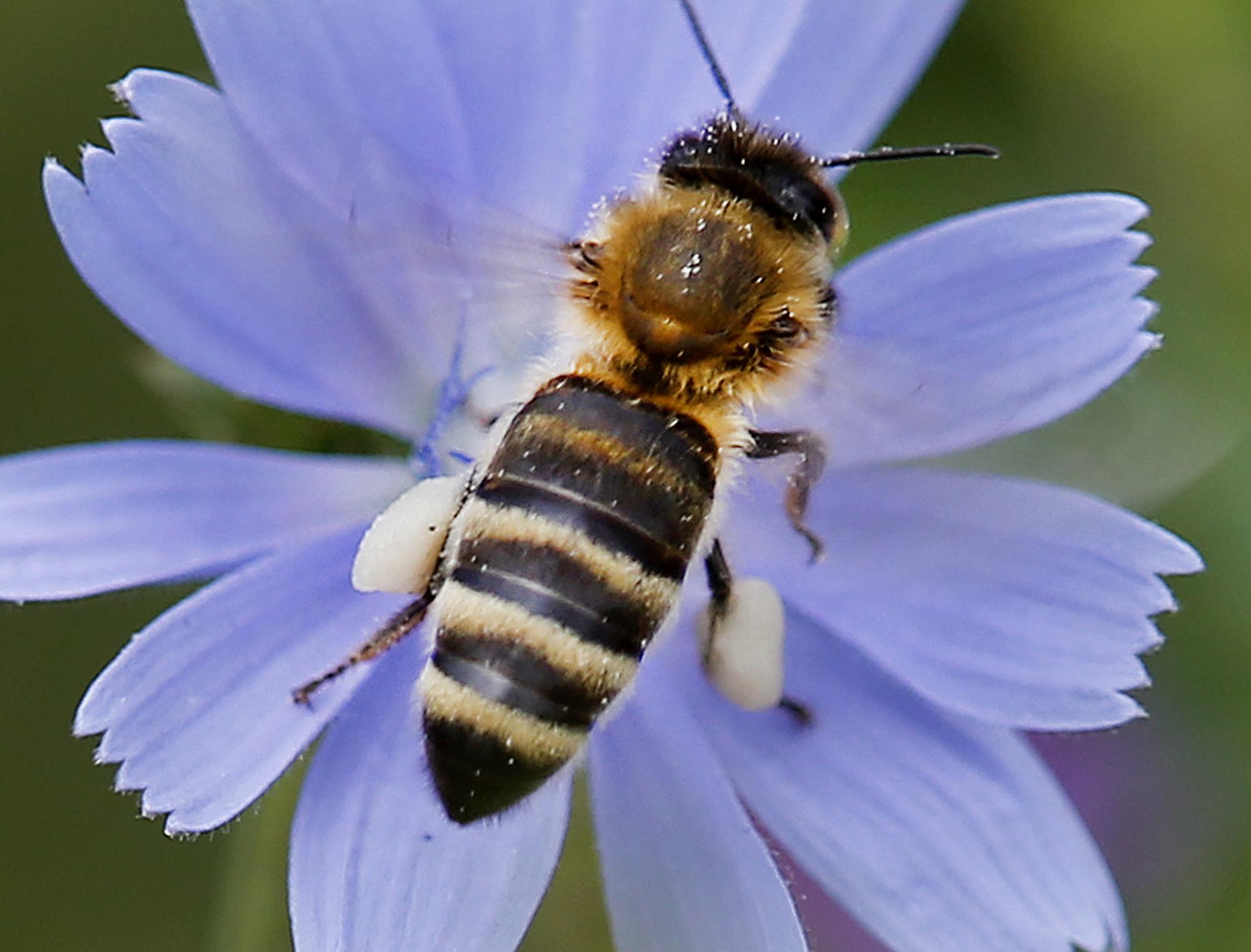 Bees are dying in South Carolina and keepers believe mass spraying of insecticides is to blame