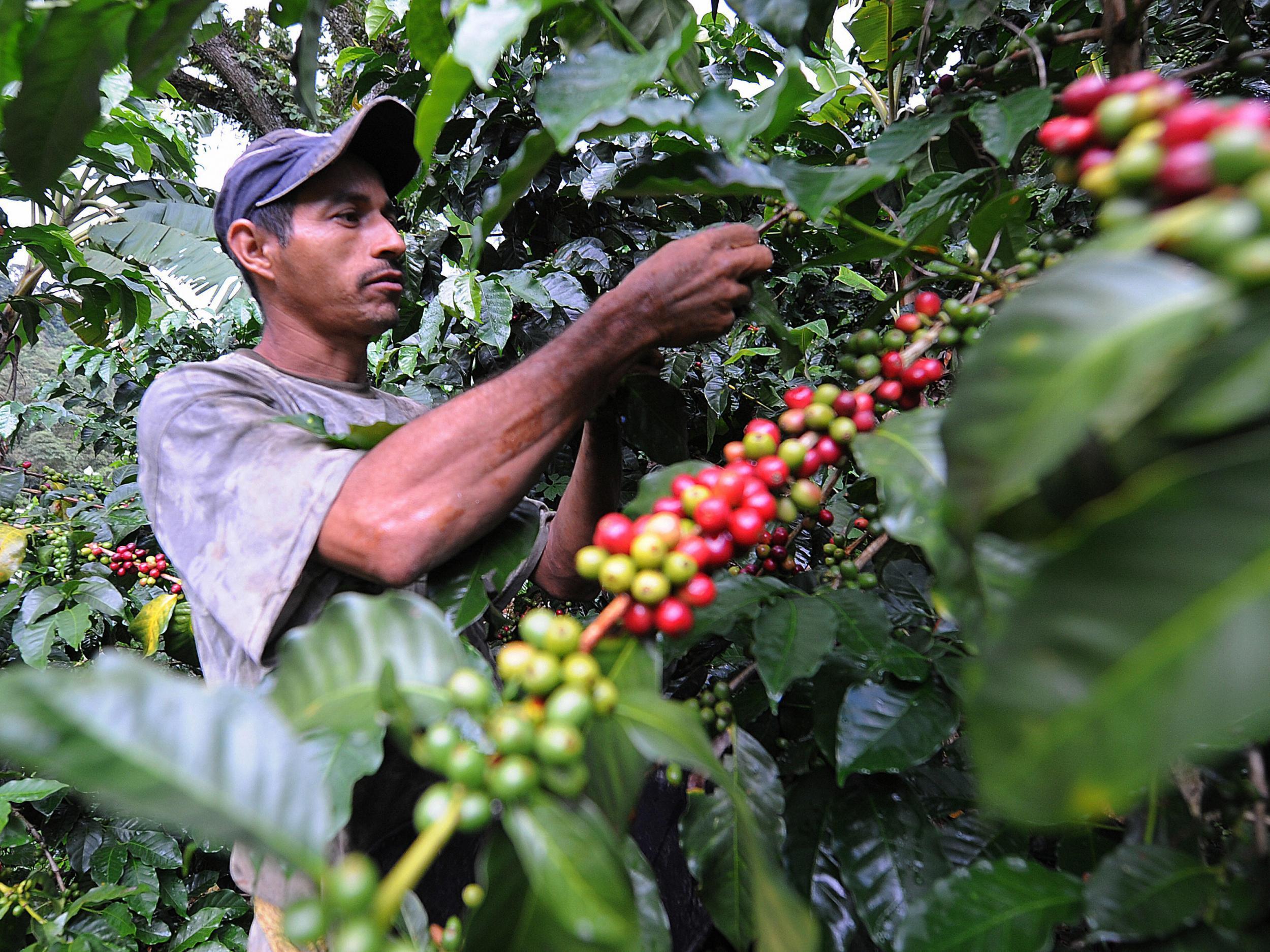 The fungus, which destroys the coffee plant, is being reported in the mountains of Colombia, where it was previously too cold for it to survive