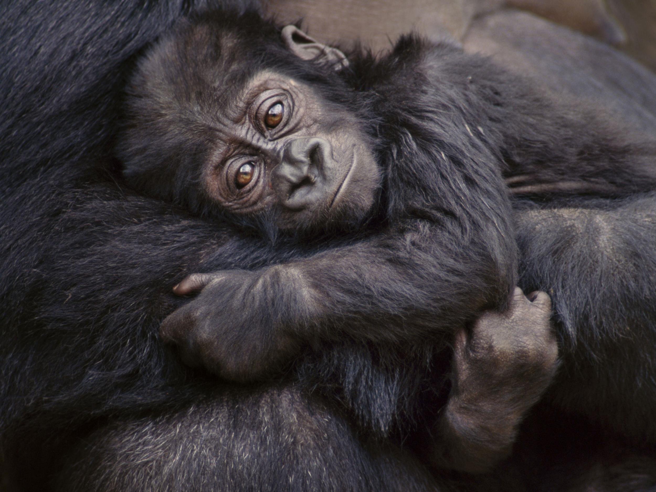 A young Grauer's gorilla in Kahuzi Biega National Park in the Democratic Republic of Congo