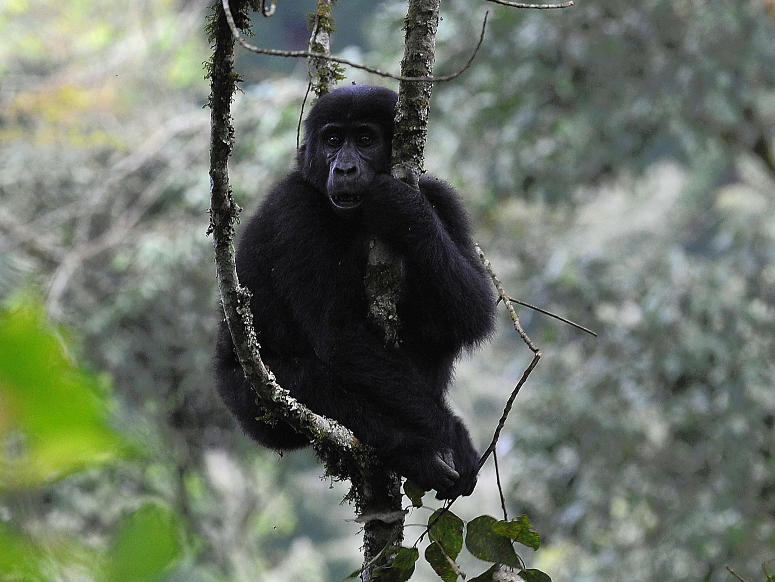 A female mountain gorilla in Bwindi forest on the border between the Democratic Republic of Congo and Rwanda (AFP)