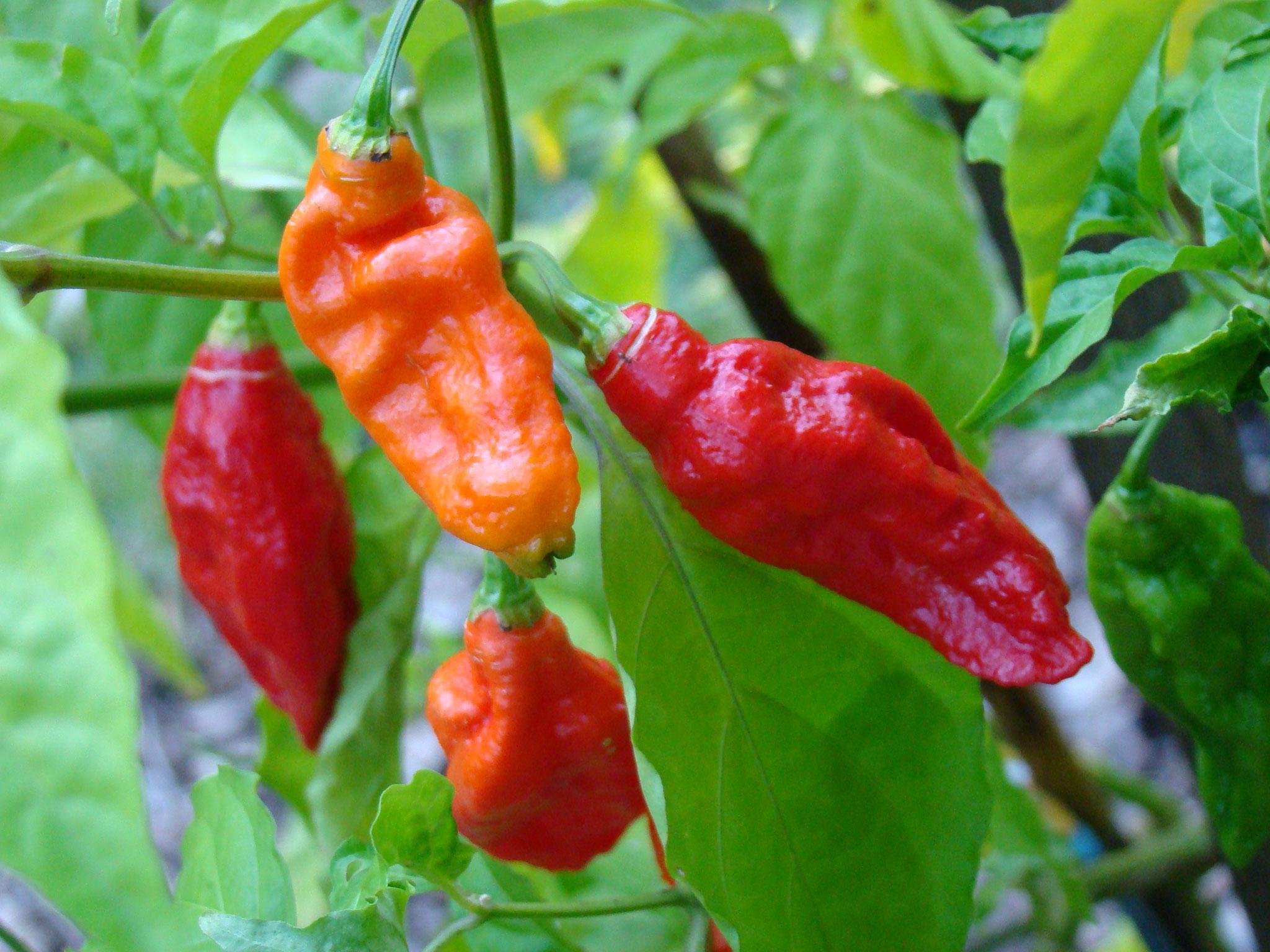 The bhut jokolia, or ghost pepper, is one of the hottest in the world