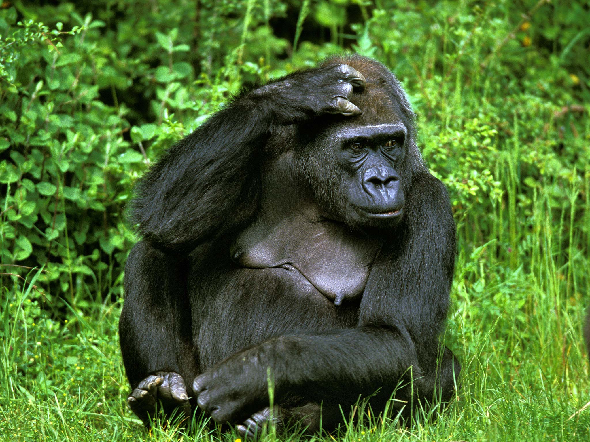 Eastern lowland gorillas are among the primates threatened with extinction