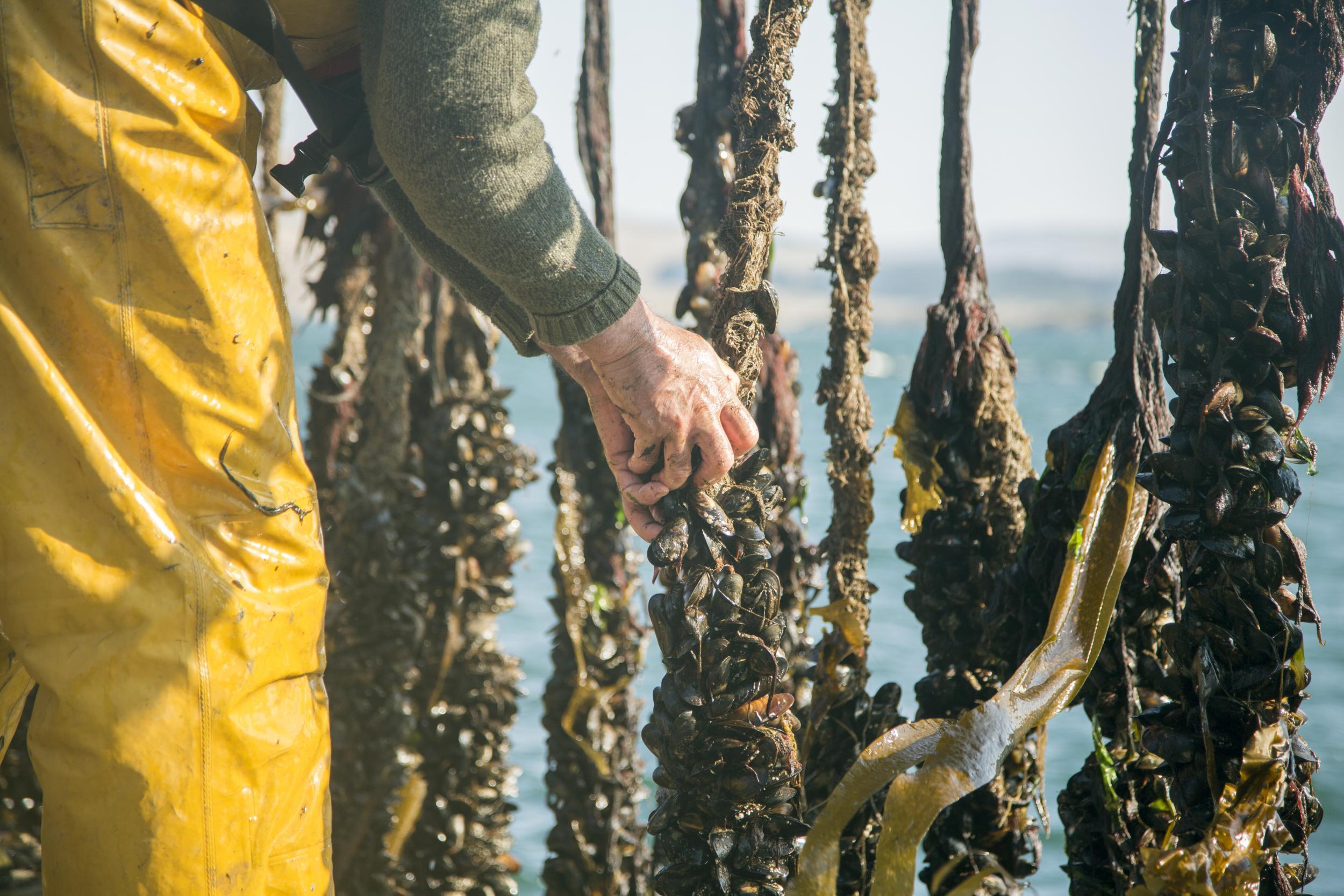 Inverlussa Mussel Farm