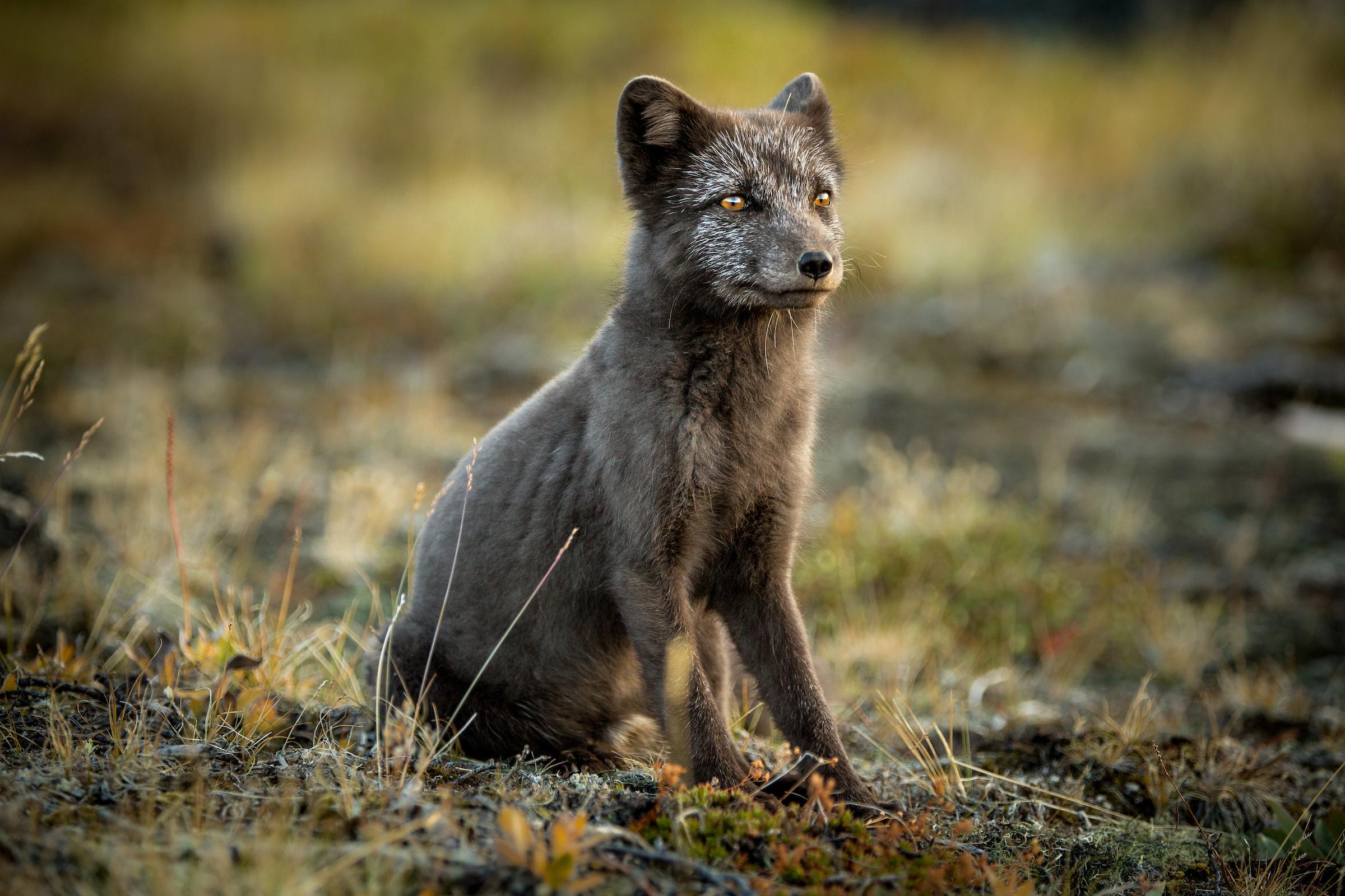 The Arctic fox has learned to survive in Greenland's hostile environment