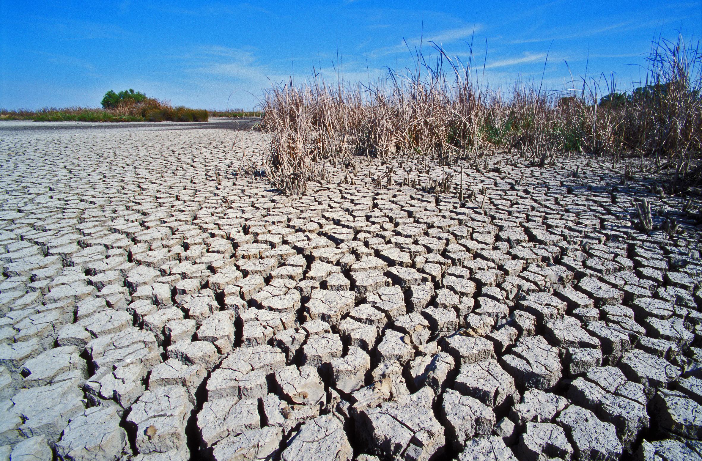 Doñana now receives just 20 per cent of the water that it would do naturally thanks to illegal wells and farmland