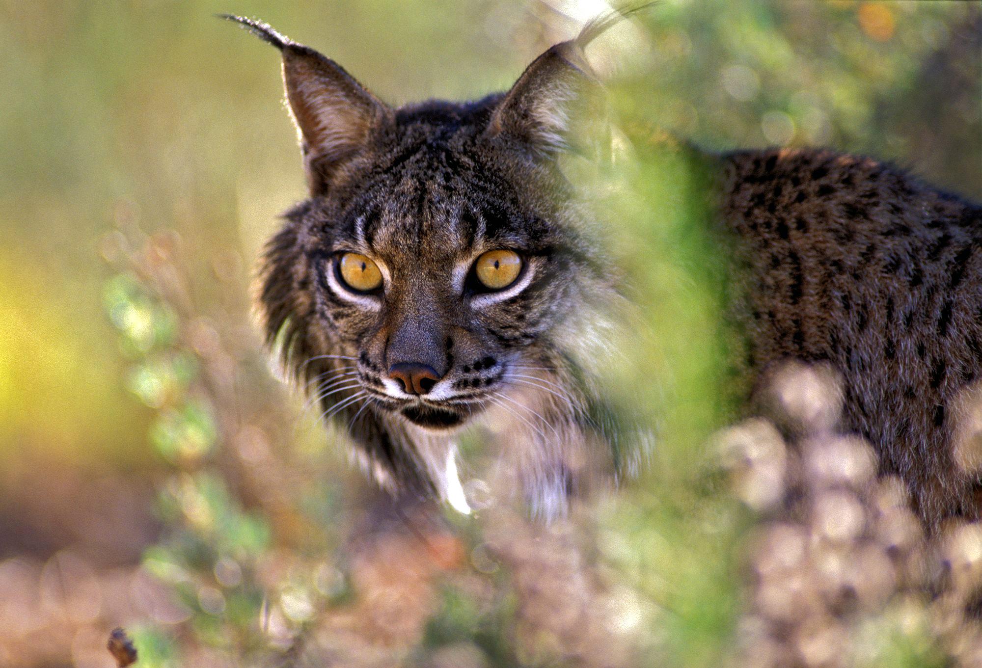 Doñana is home to some of the few Iberian lynx remaining