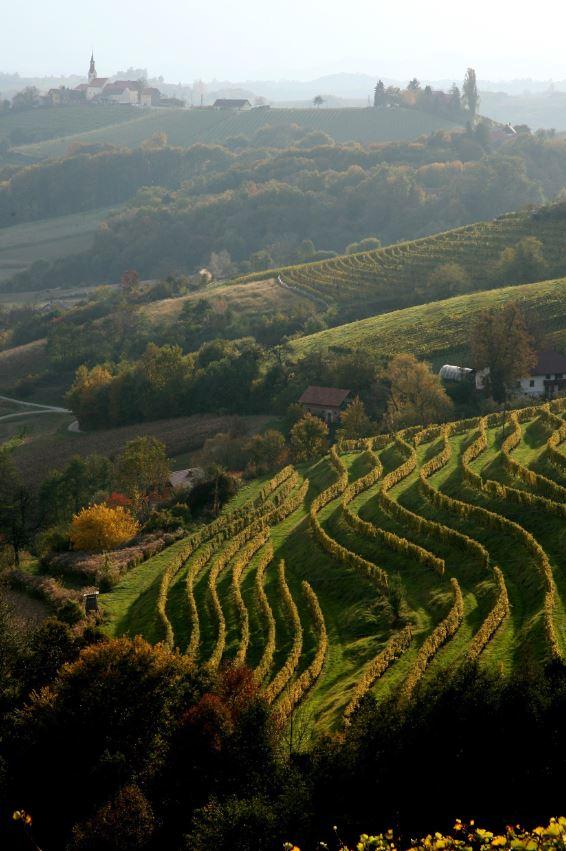 Jeruzalem's vineyards