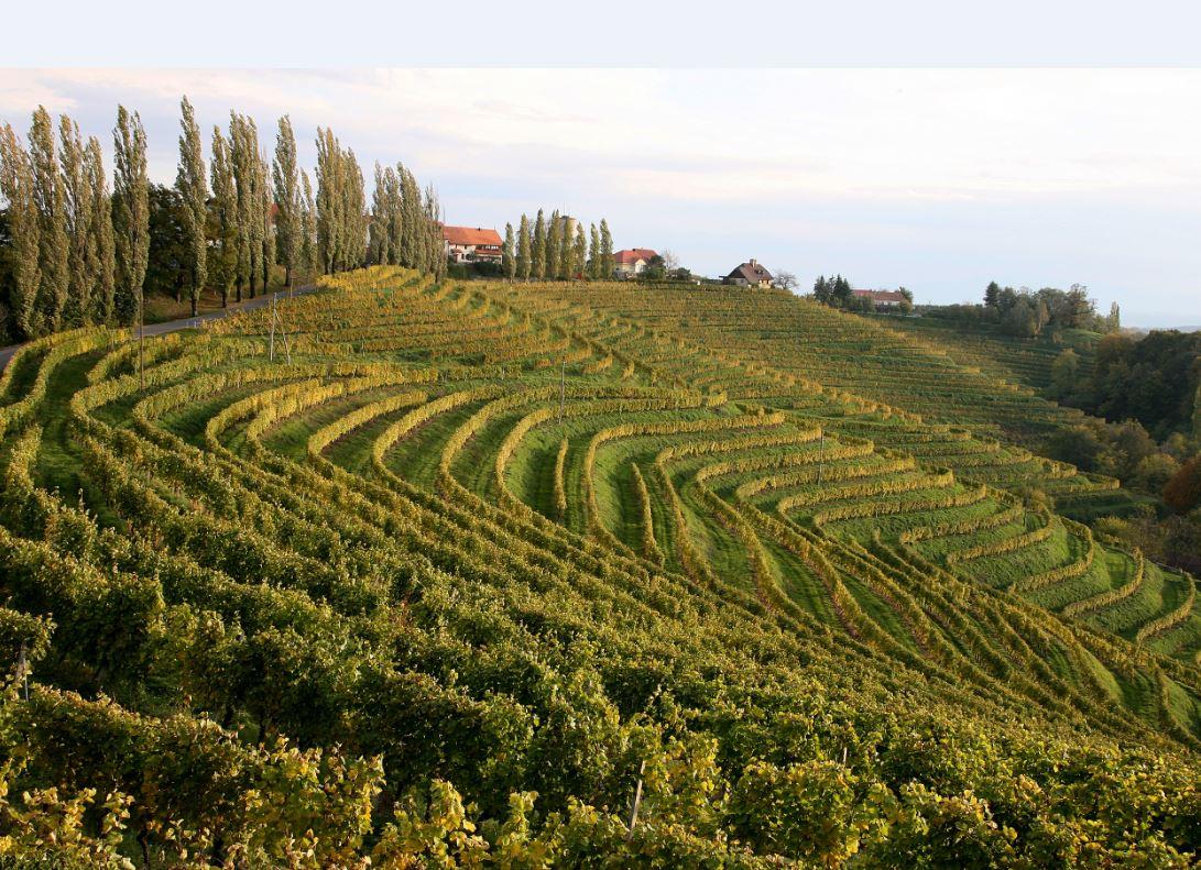 Vines line the slopes outside the Slovenian town of Jeruzalem