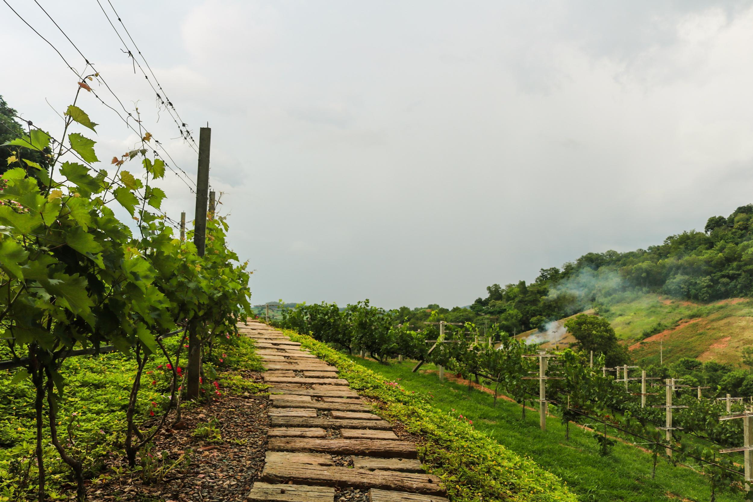 The vines at Khao Yai