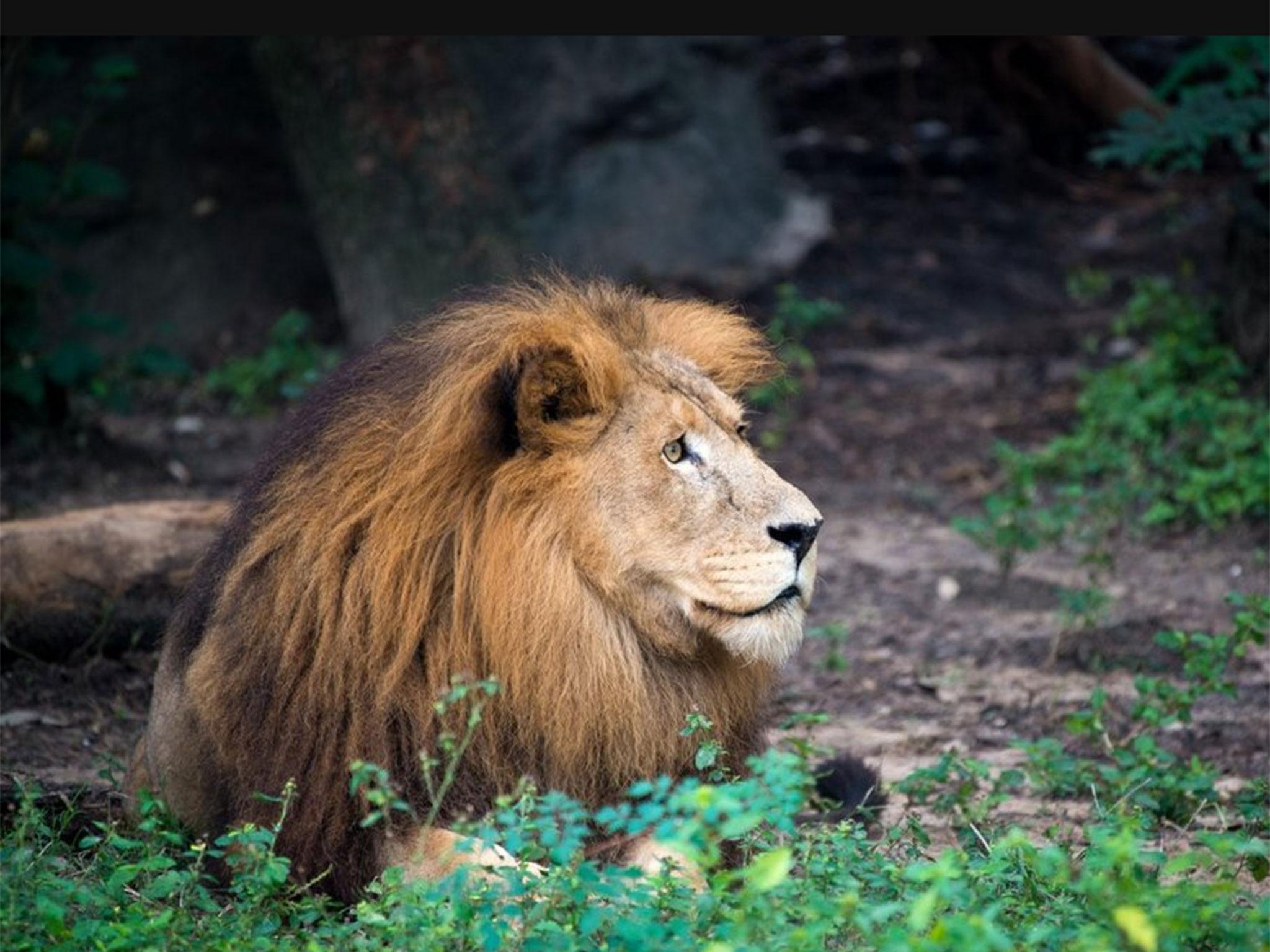 Jonathan was described as having a 'regal' and 'majestic' mane