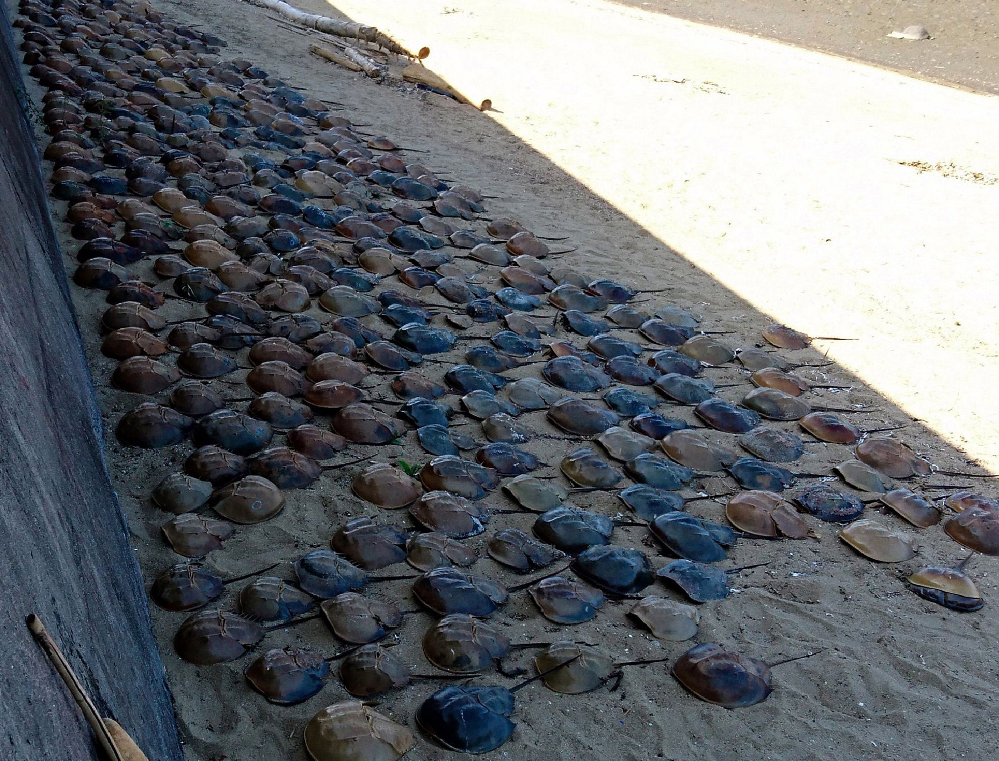 The dead crabs are thought to account for 20 per cent of the horeshoe crab population in the area, sparking concern that the species is dying out