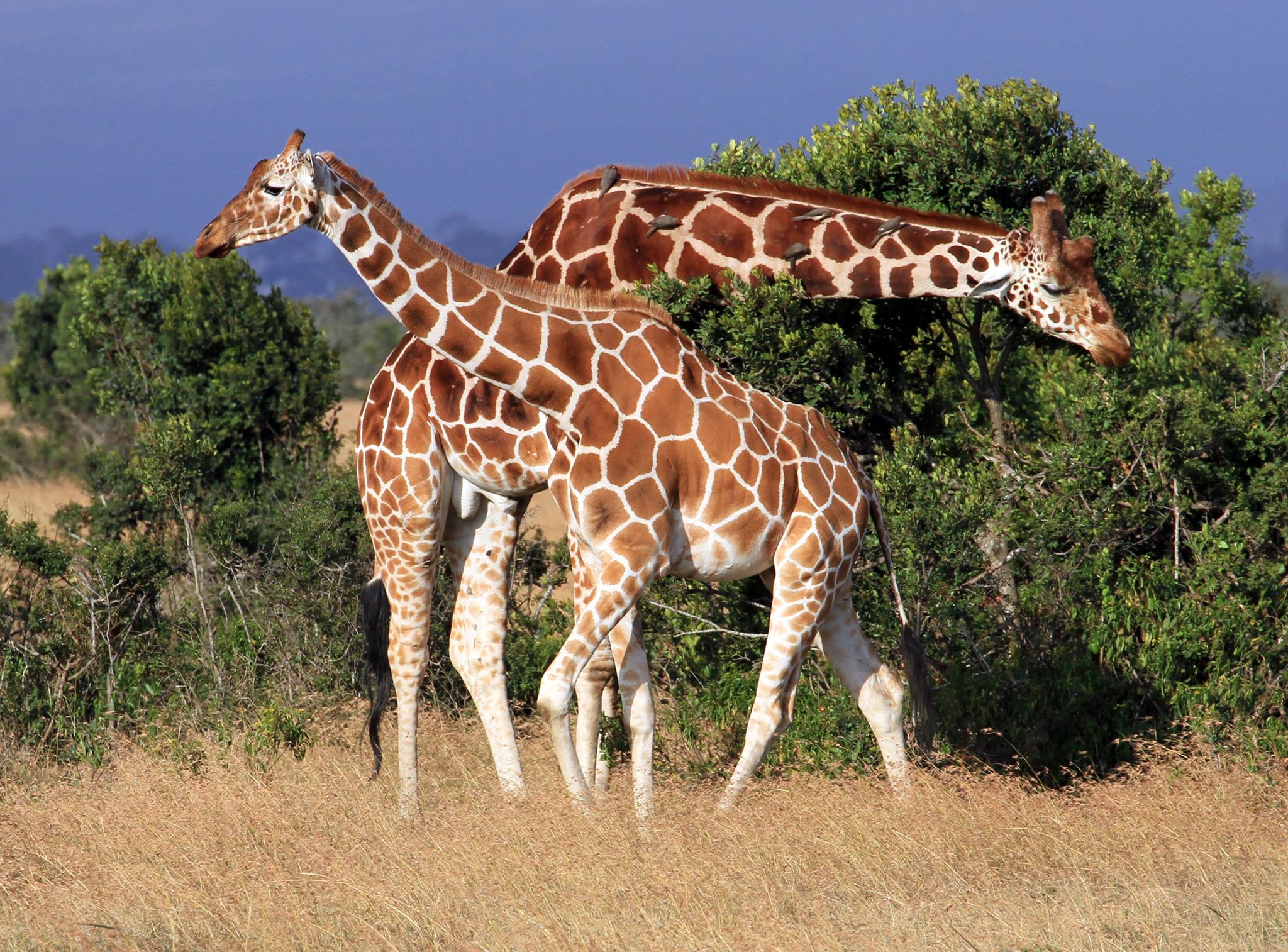 A number of animals, including giraffes, share space on the land