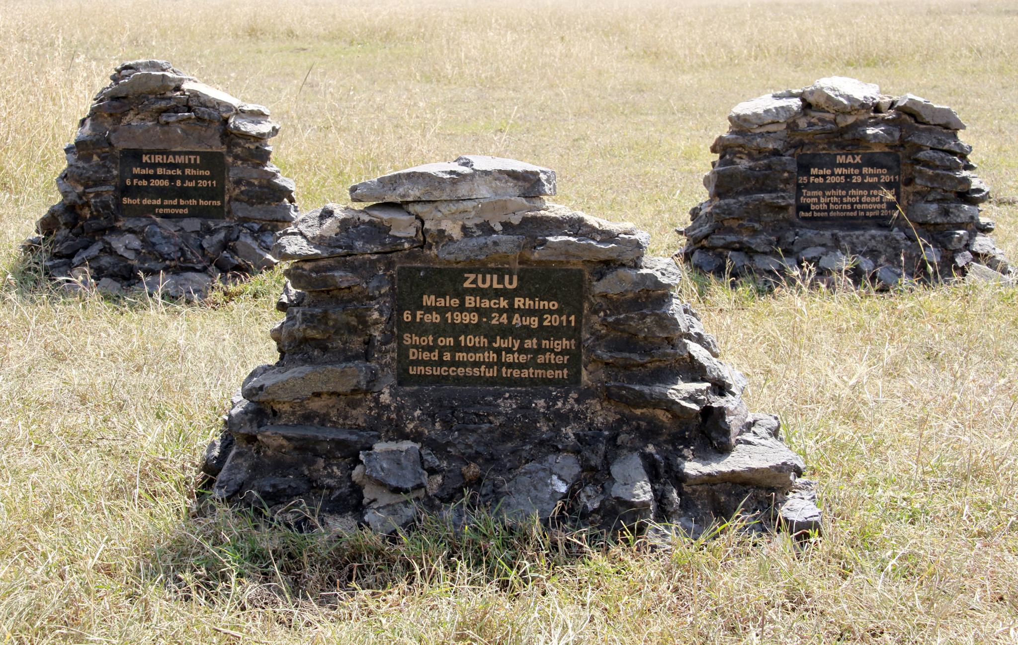 The rhino graveyard is a reminder of what’s at stake