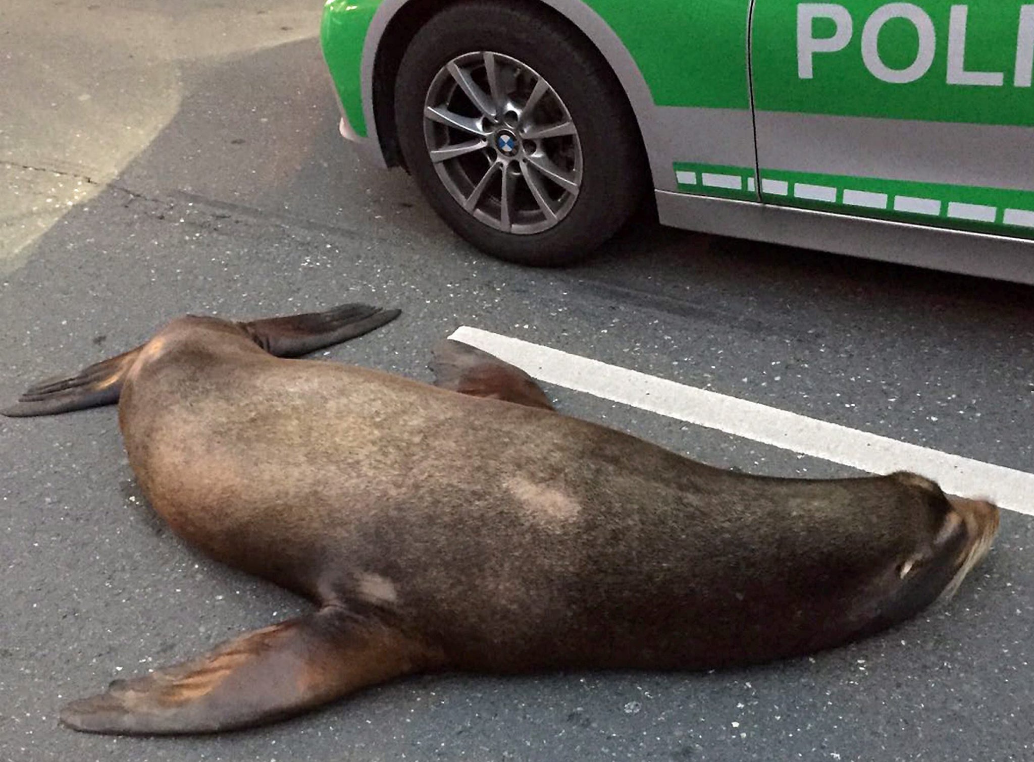 Sea lion named Charly next to a police vehicle in Coburg, Germany