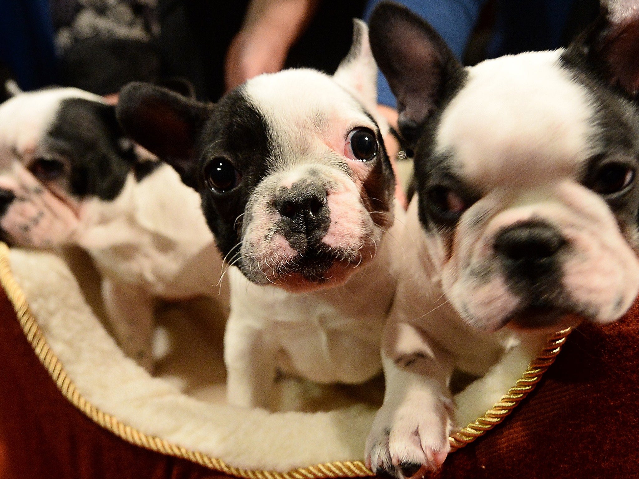 French Bulldog puppies