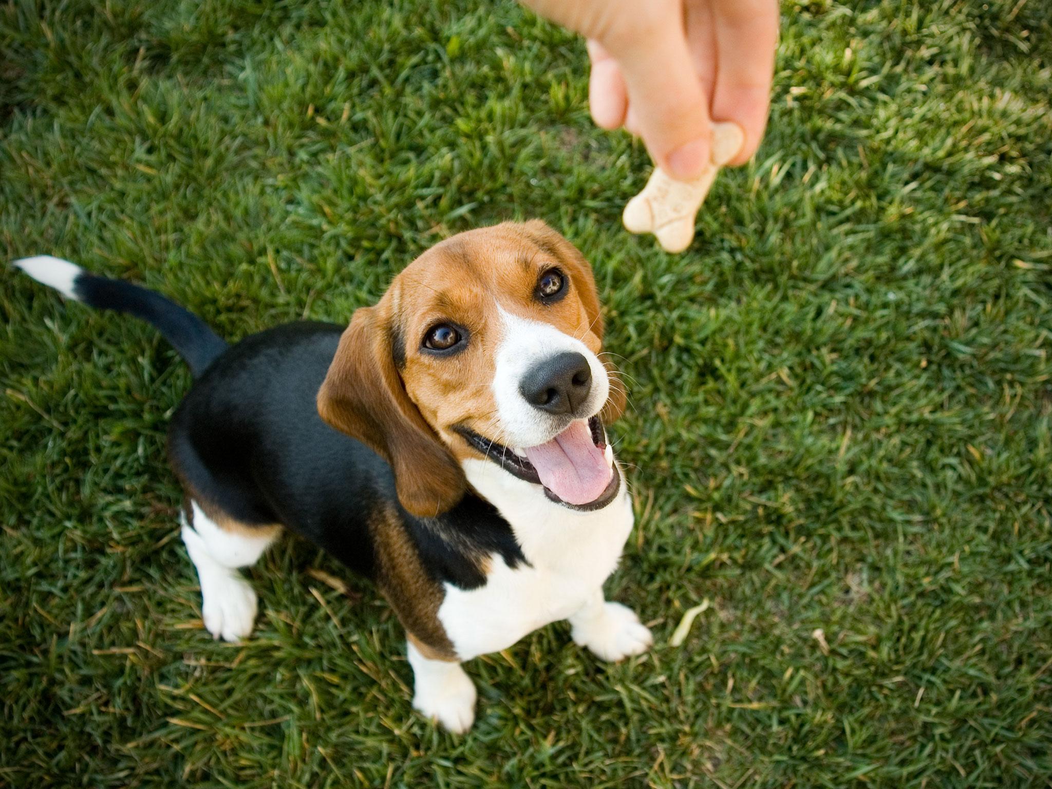 Pumpkin spice dog treats are officially a thing