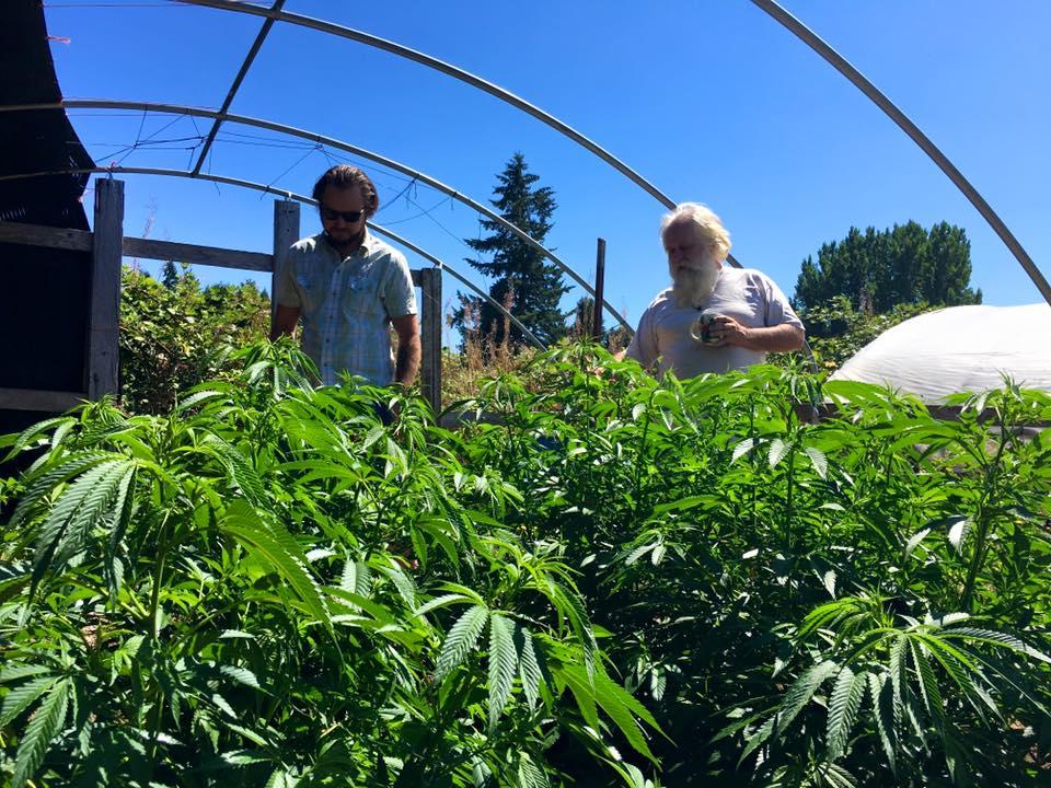 Cannabis tours will typically include visiting a legal growhouse