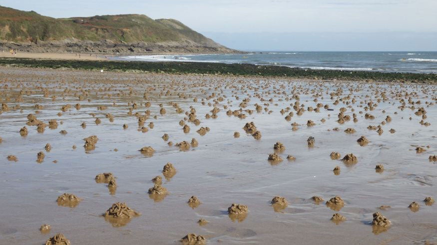 Lugworm casts