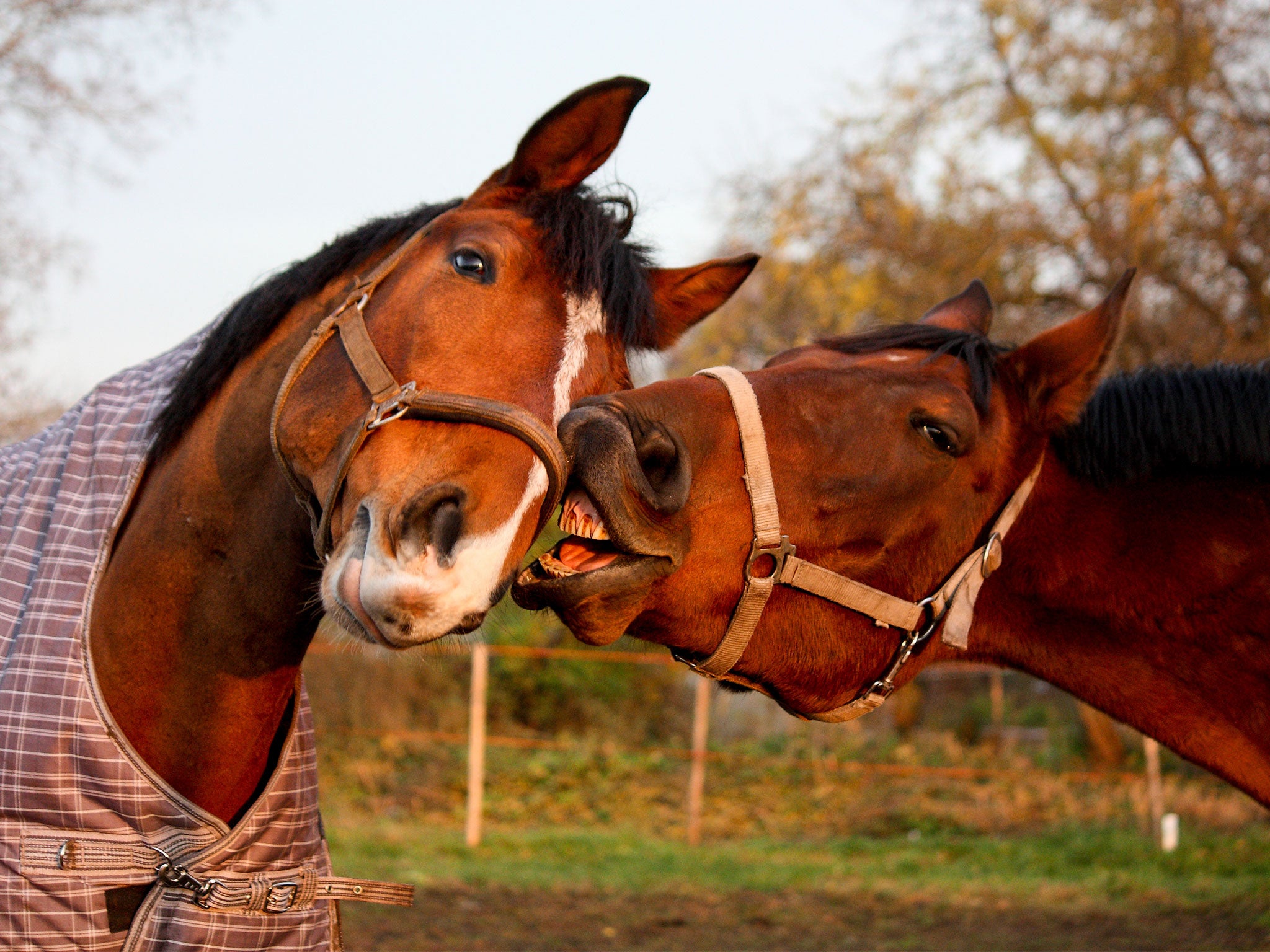 The implications on horse owners could be significant (file photo)