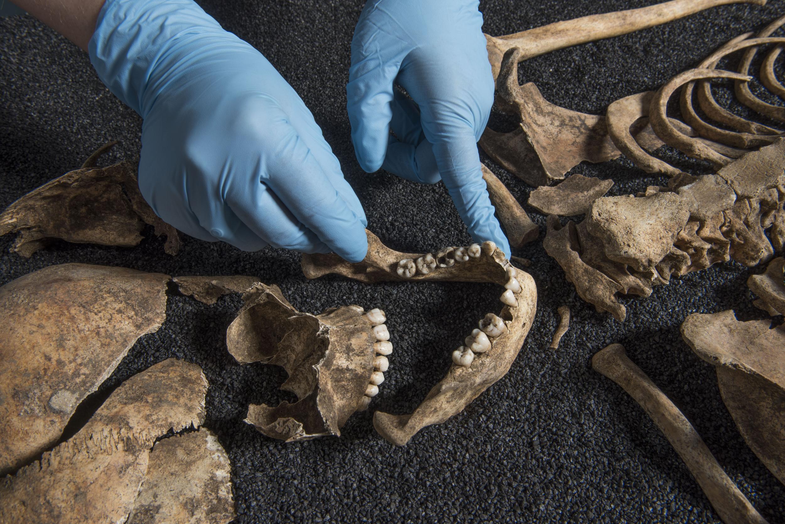 Parts of a skeleton found at Lant Street