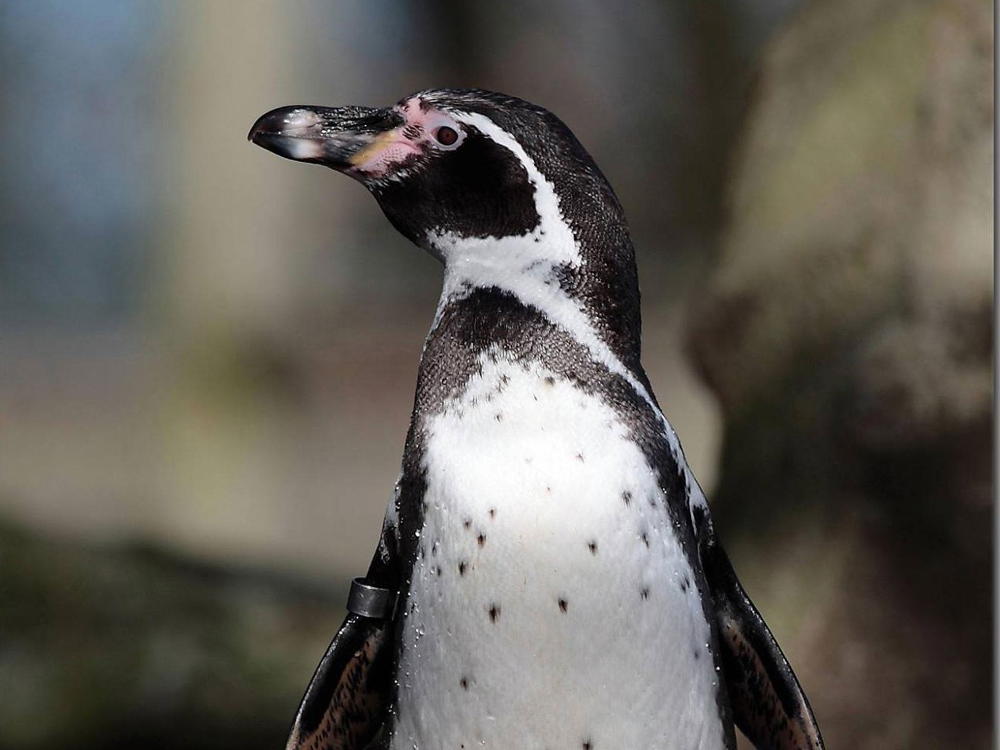 Walking like a penguin can keep you from falling over