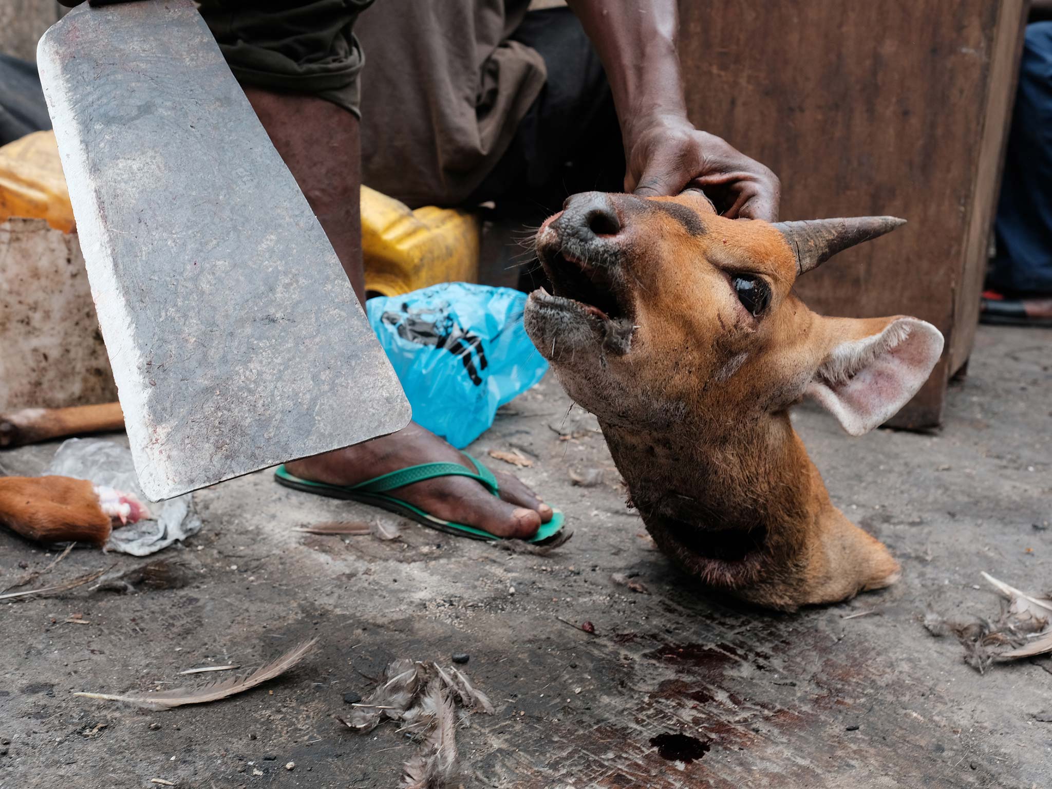 The severed head of a bushbuck as its horns are being chopped off. The horns are cut off when the animals are delivered, and are sold for the magical powers they are believed to possess