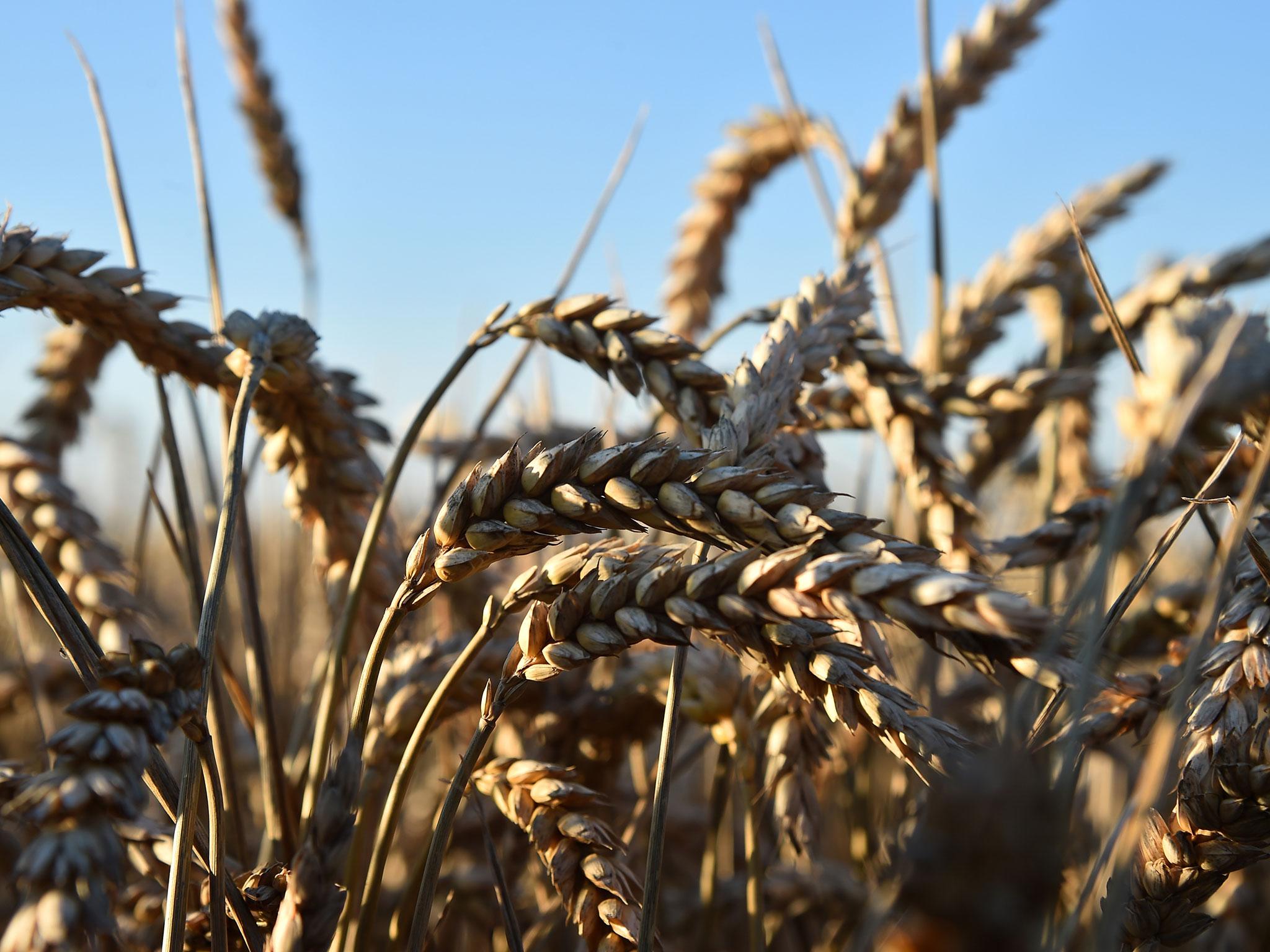 In many parts of the world and throughout history, wheat or rice famines have led to widespread starvation