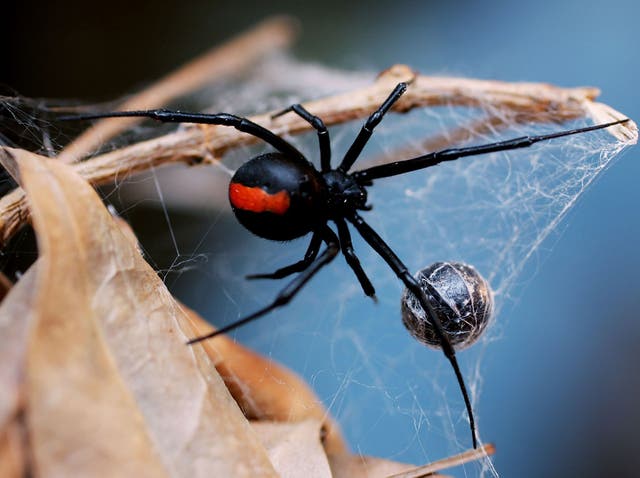 <p>Redback spider at Australian Reptile Park in Sydney</p>