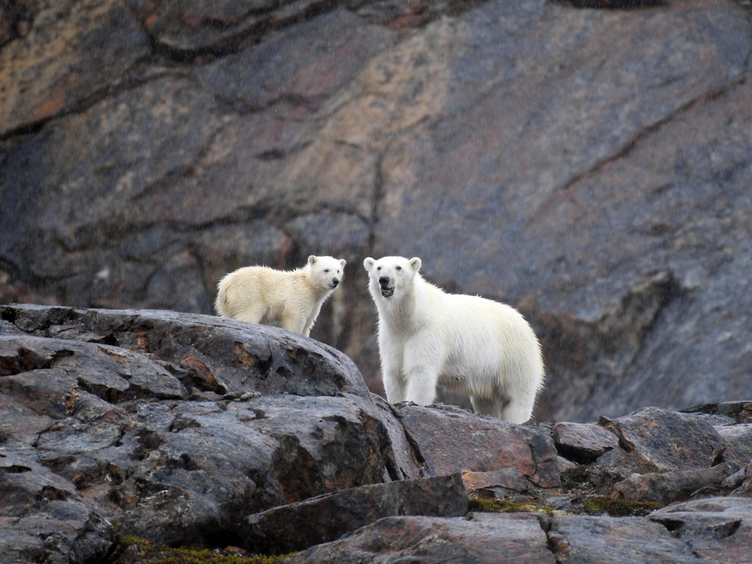 Some of the other passengers were lucky enough to spot polar bears