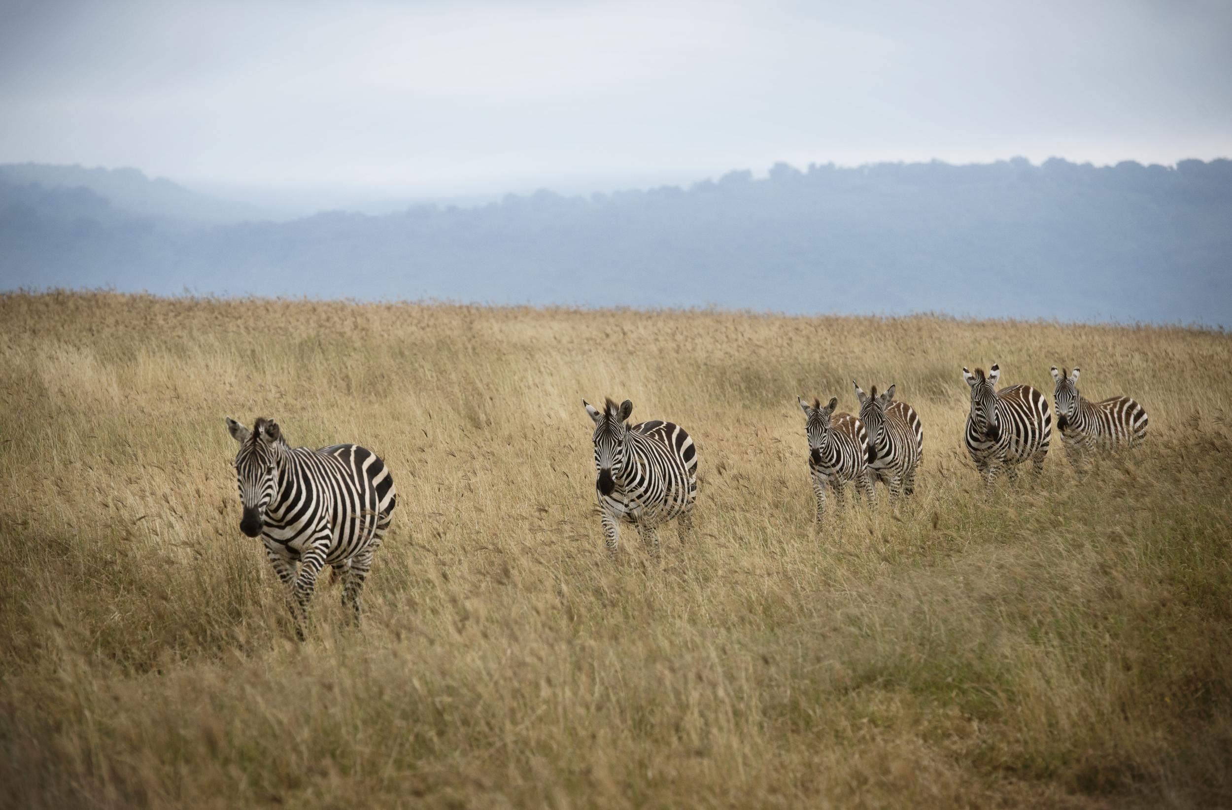 Zebras are a common sight around the camp