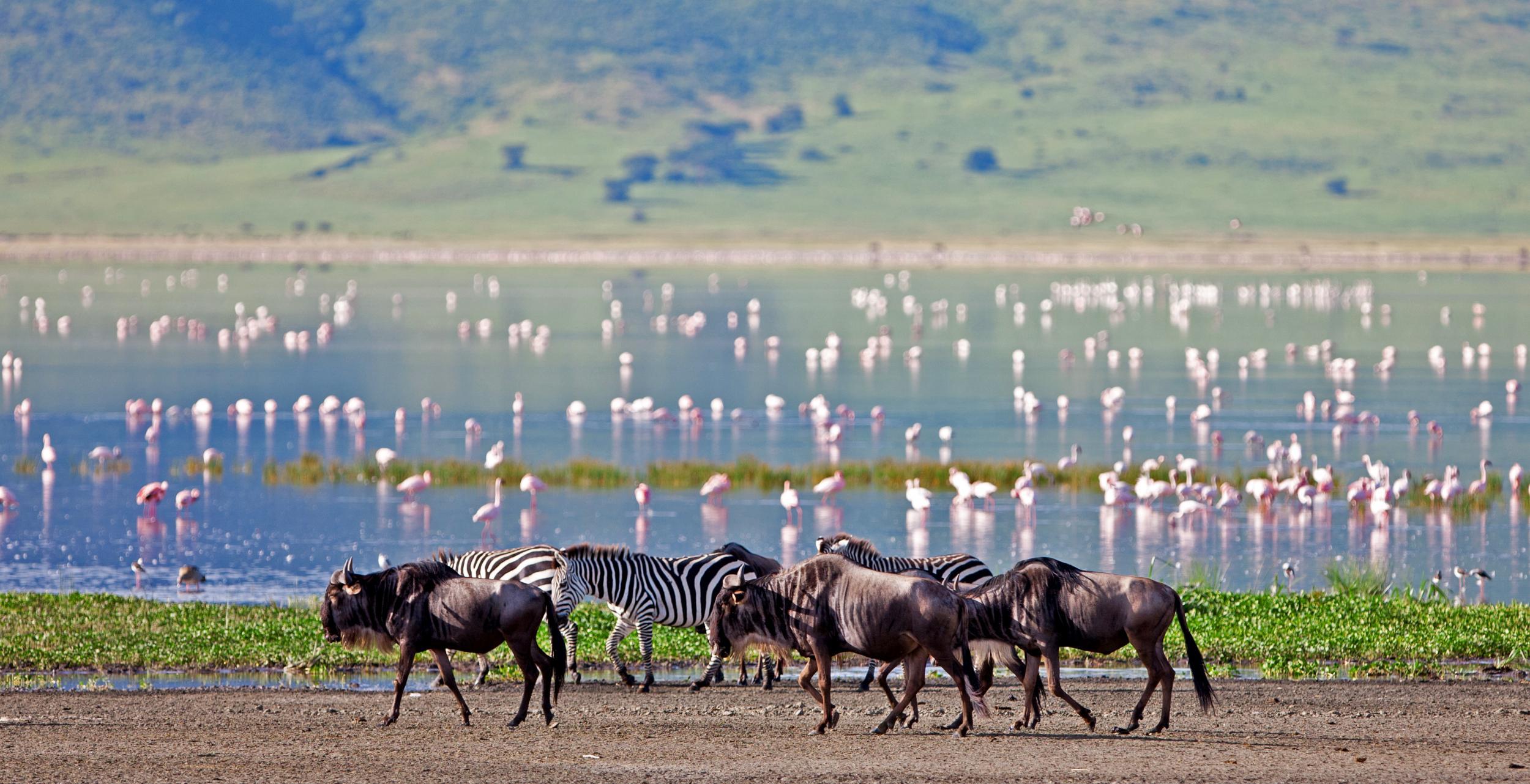 Flamingos, zebras and wildebeest in Tanzania’s northern highlands